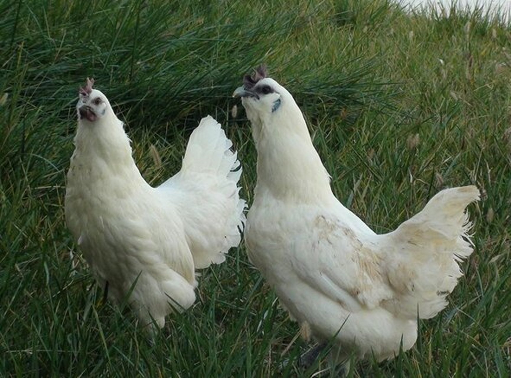 湖北省特产 - 郧阳乌鸡 郧阳乌鸡是地方良种鸡,毛色洁白呈片羽,富有