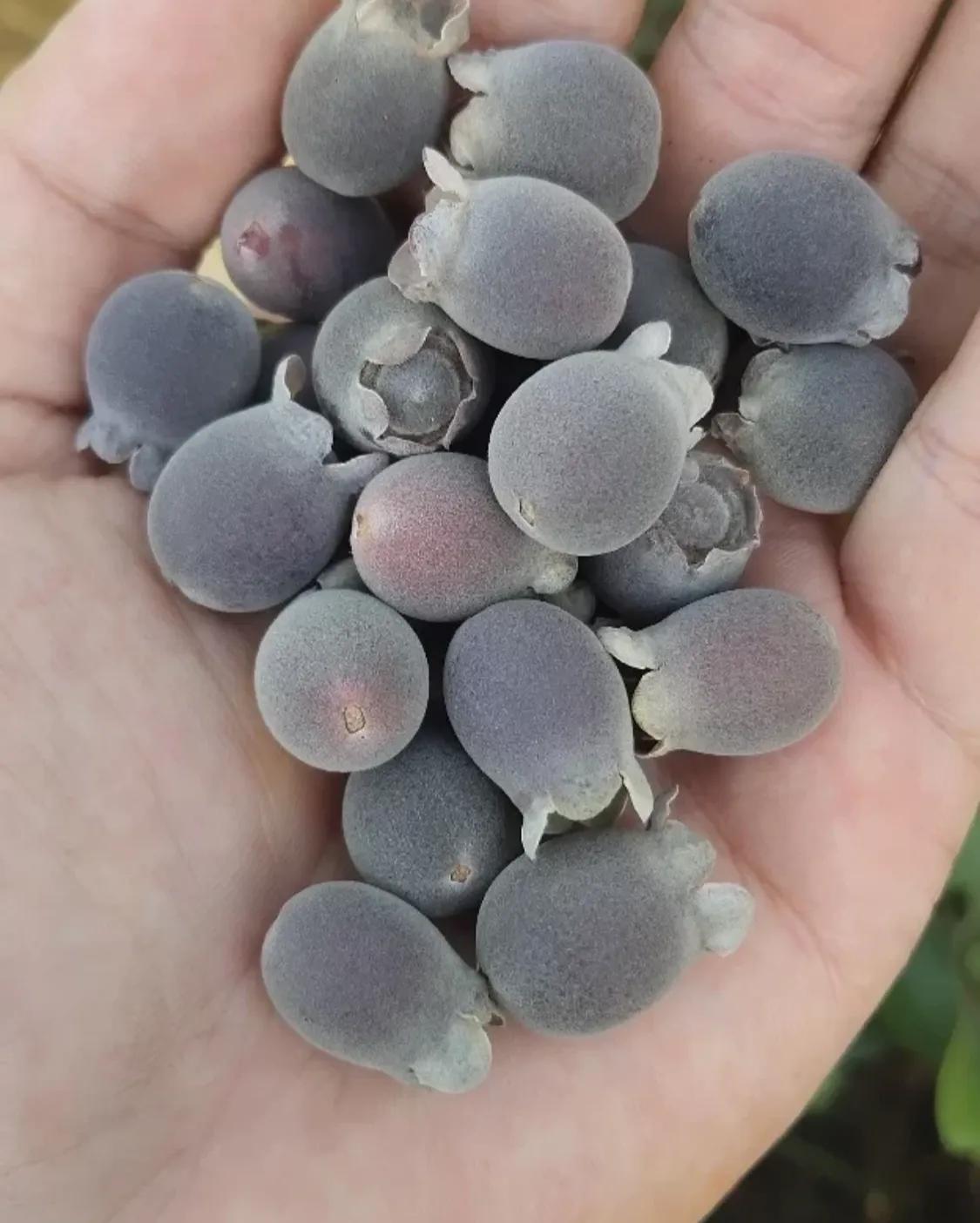 捻子可以观赏也可以吃,最好是泡酒,叫捻子酒,据说可以滋阴补肾