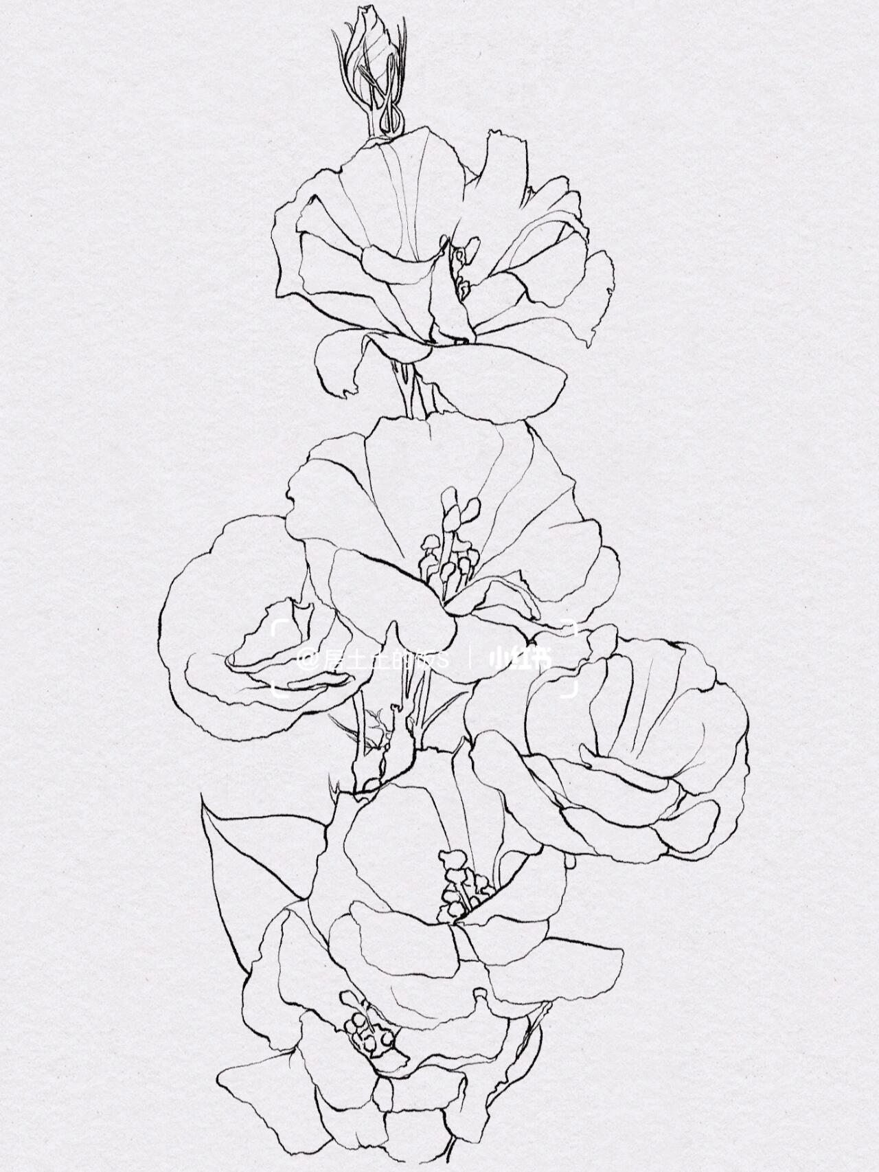 植物绘画—day6/洋桔梗