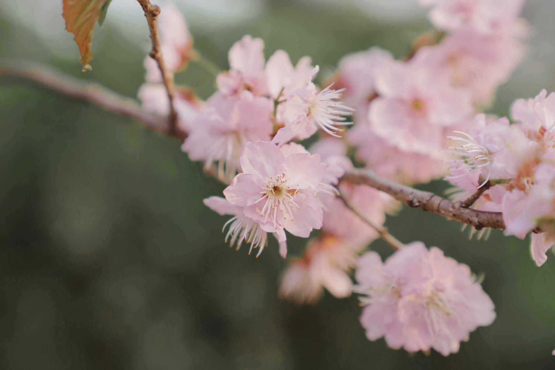 16-18号能看到樱花94全开的地方 鸡鸣寺樱花没开0569♀15