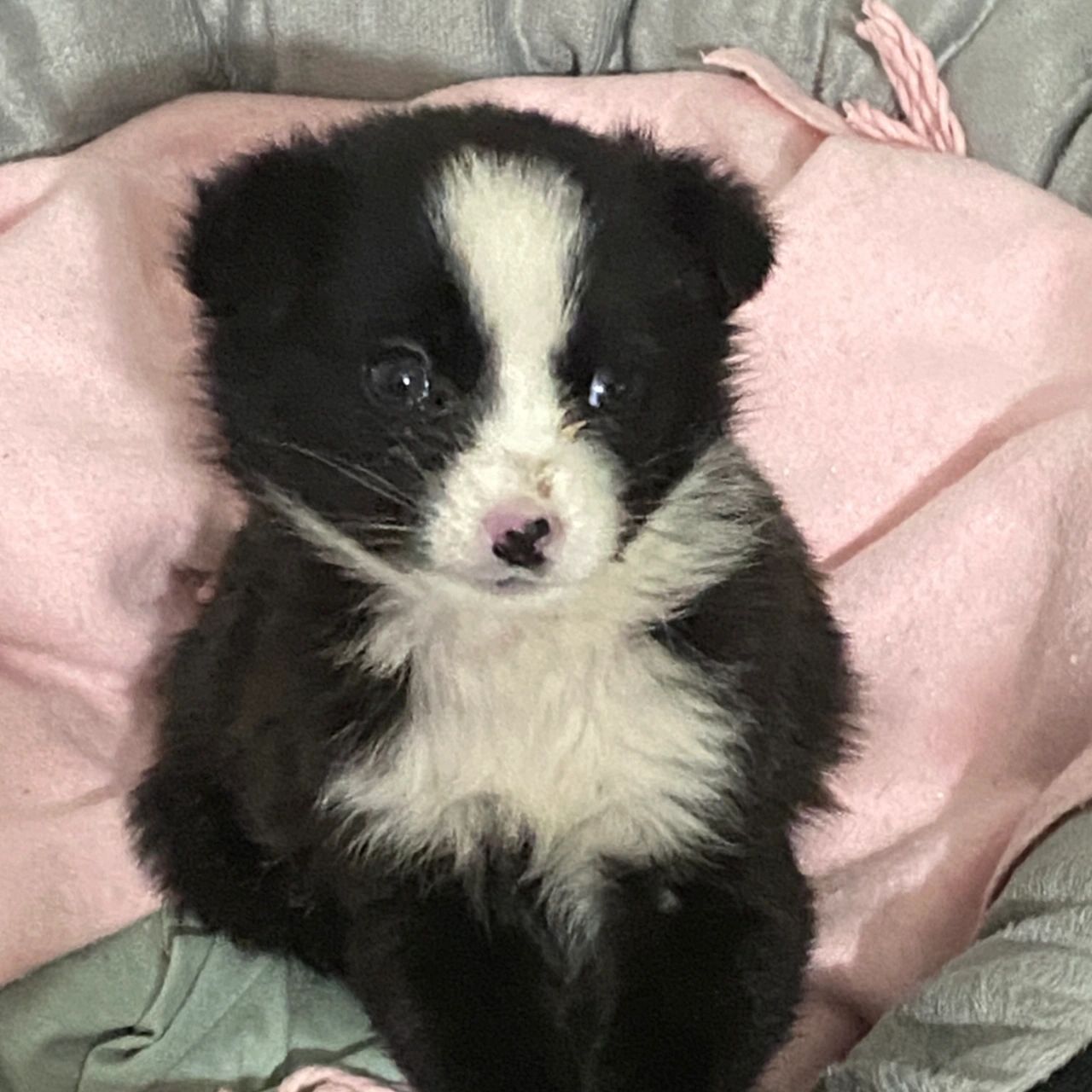 边牧x土狗串串 买她的时候老板:她妈是边牧!她妈是边牧!