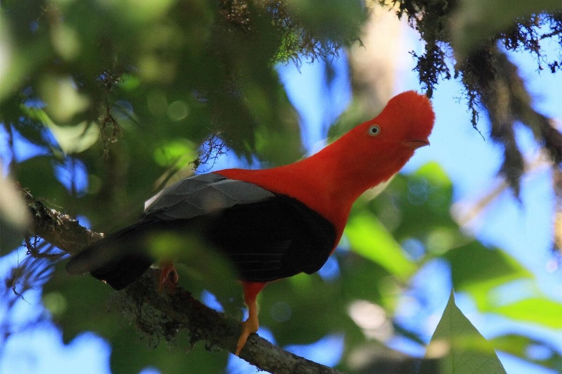 头顶红色毛茸茸小扇子的安第斯动冠伞鸟 亚马逊雨林中有一种头顶一把