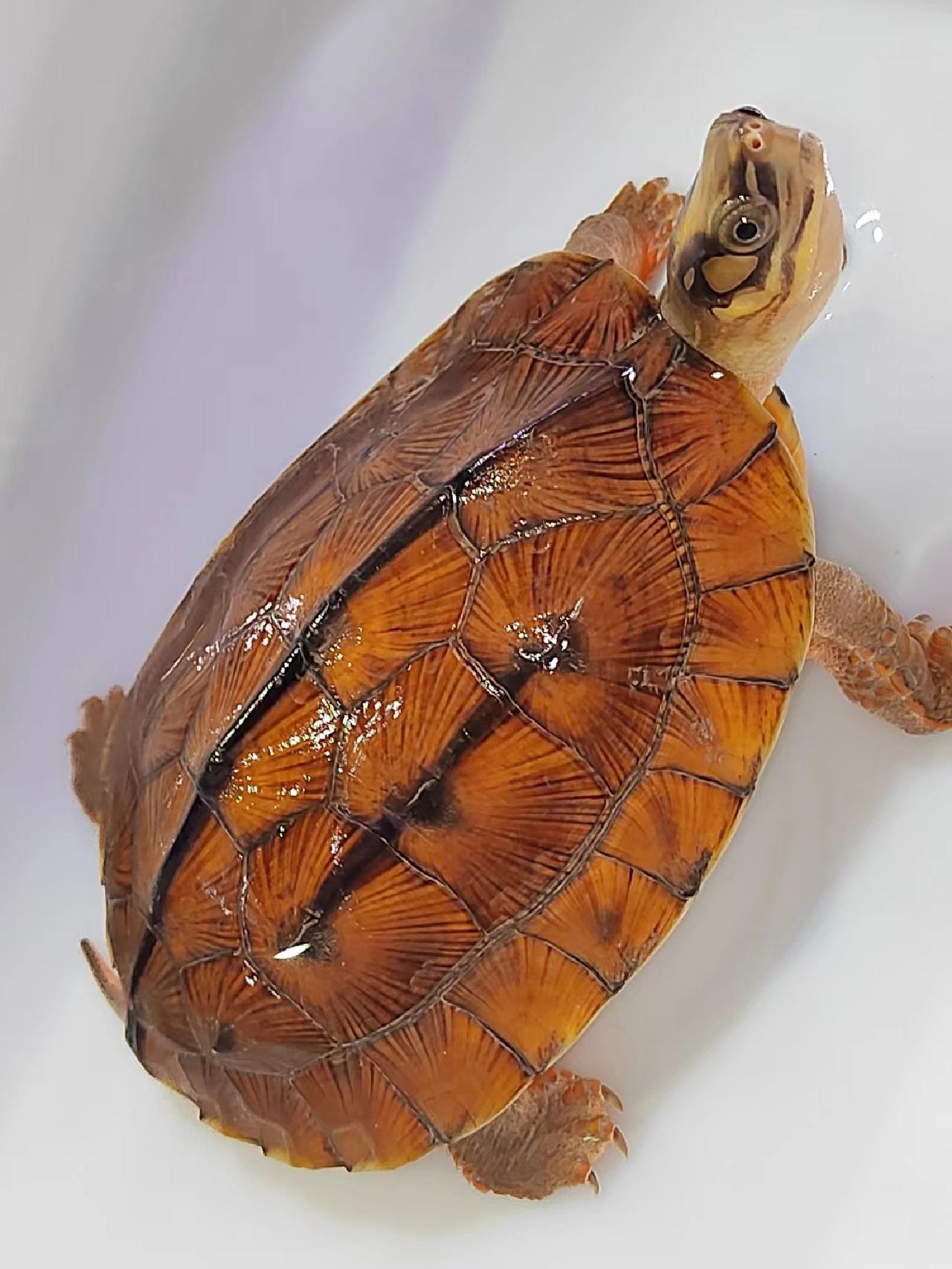 金钱龟种类 金钱龟也分几个种类,分别为越南种,海南种,广东种,主要是