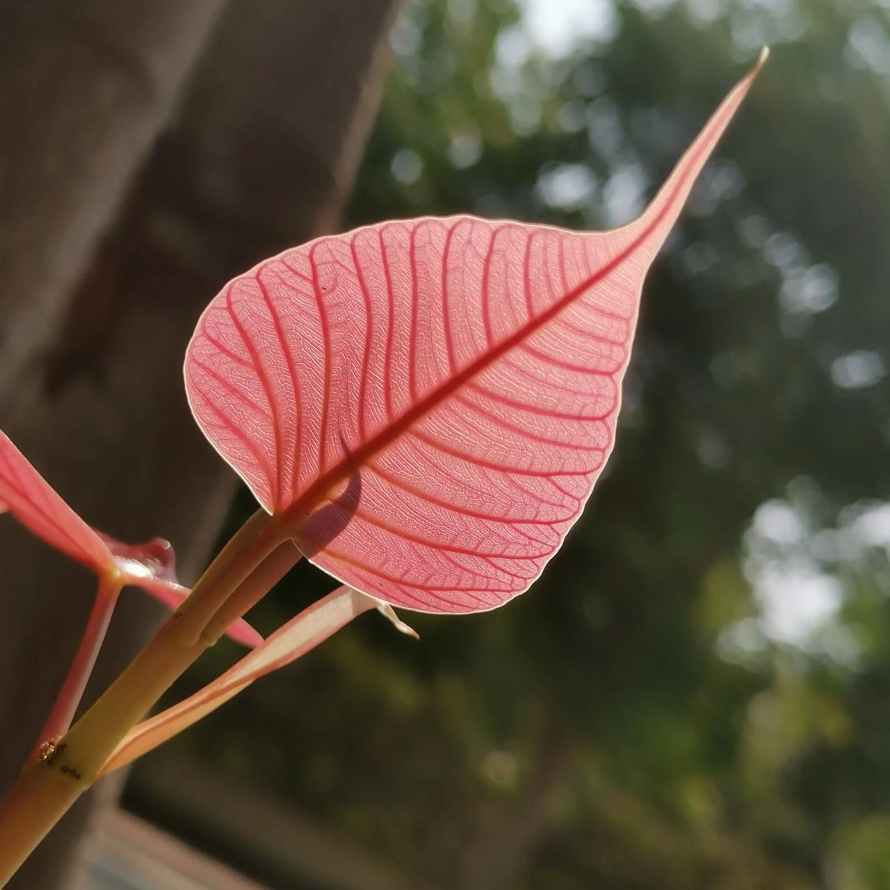 漂亮的菩提树叶子.