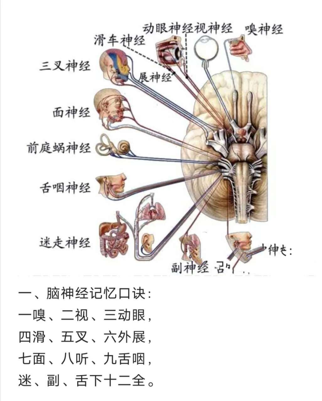 颅神经分布图图片