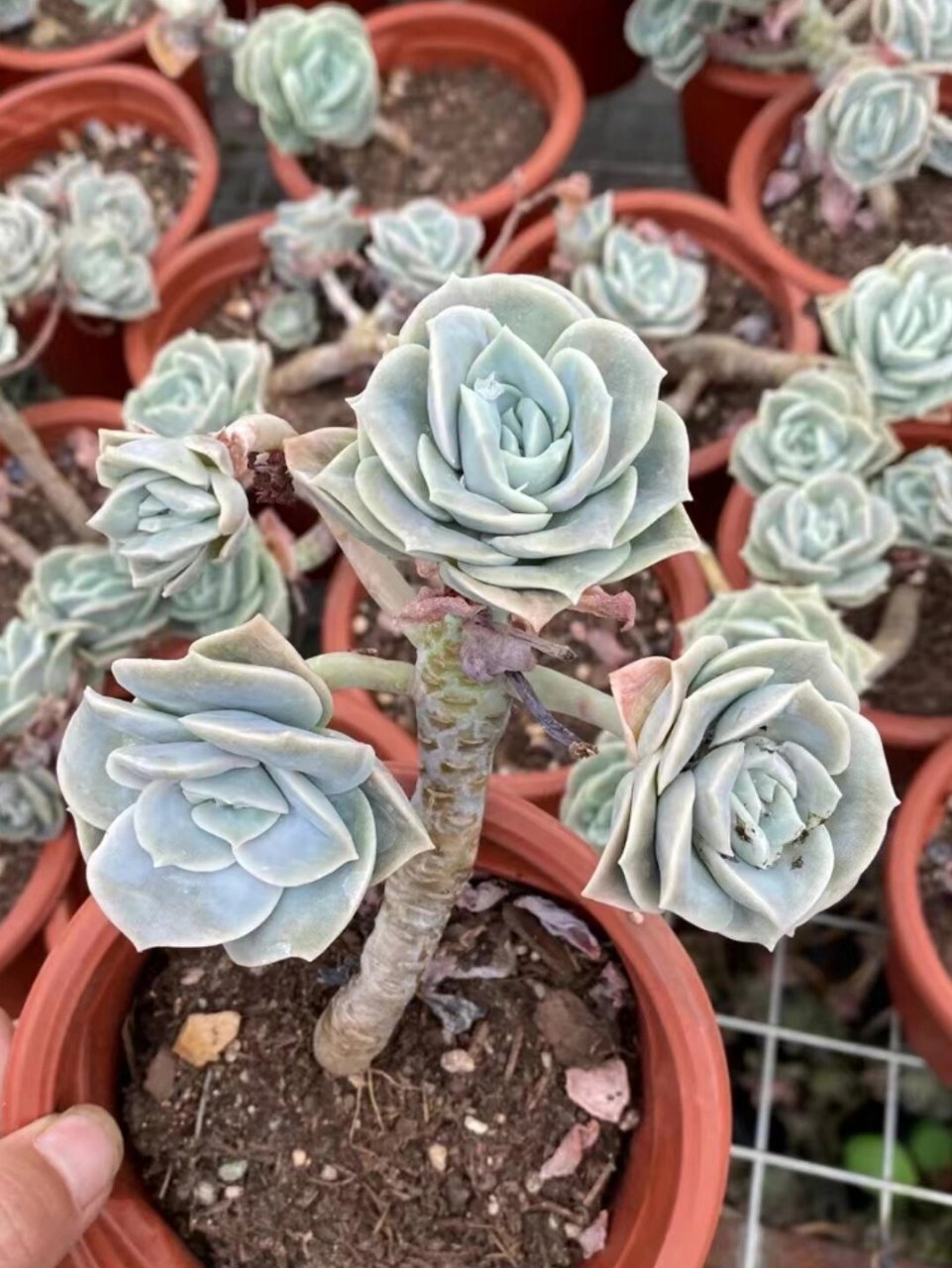 超级大颗的可爱玫瑰老桩多肉 这个桩子绝了,十块钱不到就可以拥有