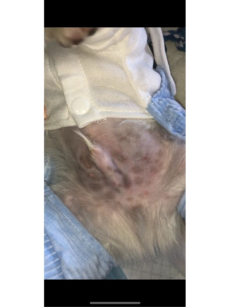 幼犬肚子突然长黑斑 狗狗刚买回来的时候一个半月,肚子粉粉的,养了半