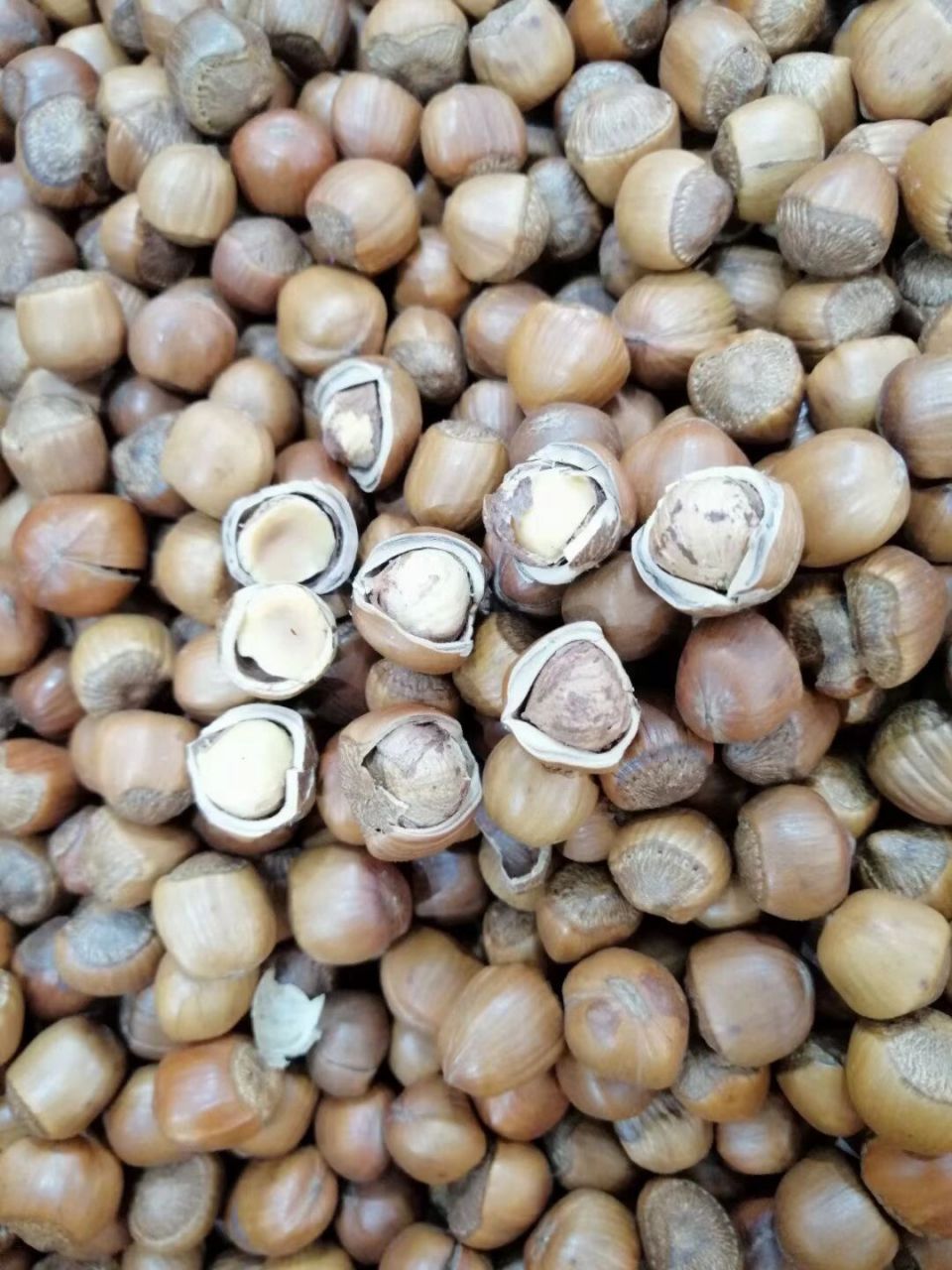 黑龙江大兴安岭野生榛子 野生榛子,不香,不成不要钱,3590/斤,5斤(赠
