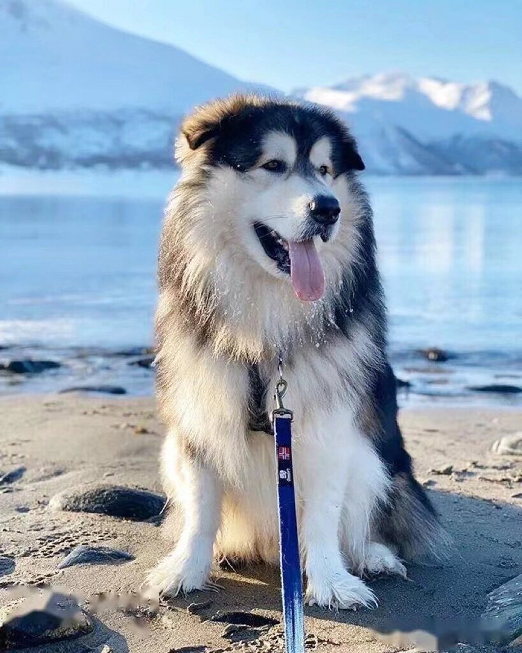 阿拉斯加犬雪橇犬 ,一匹北方的狼.