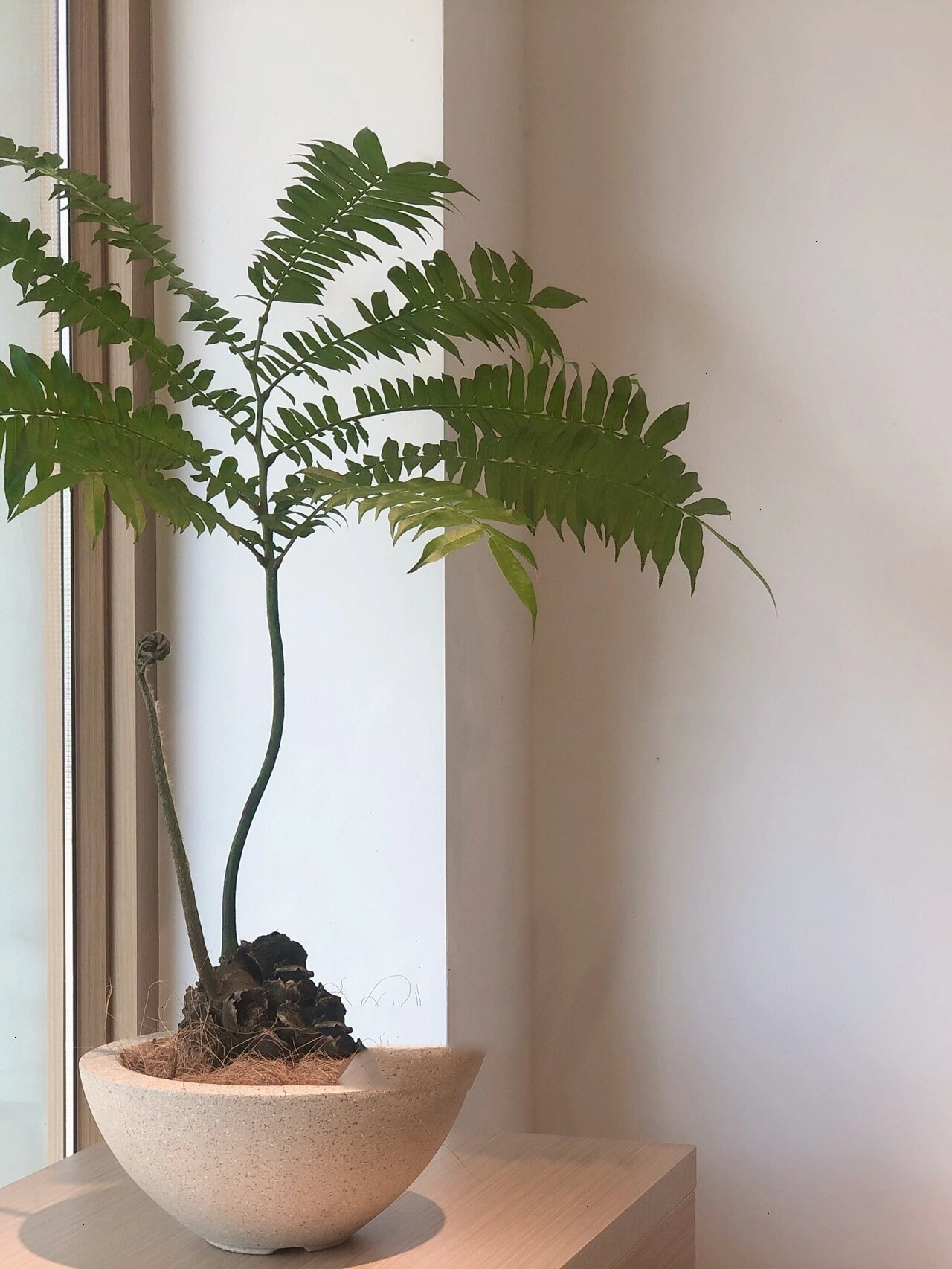 日系植物|观音莲座蕨