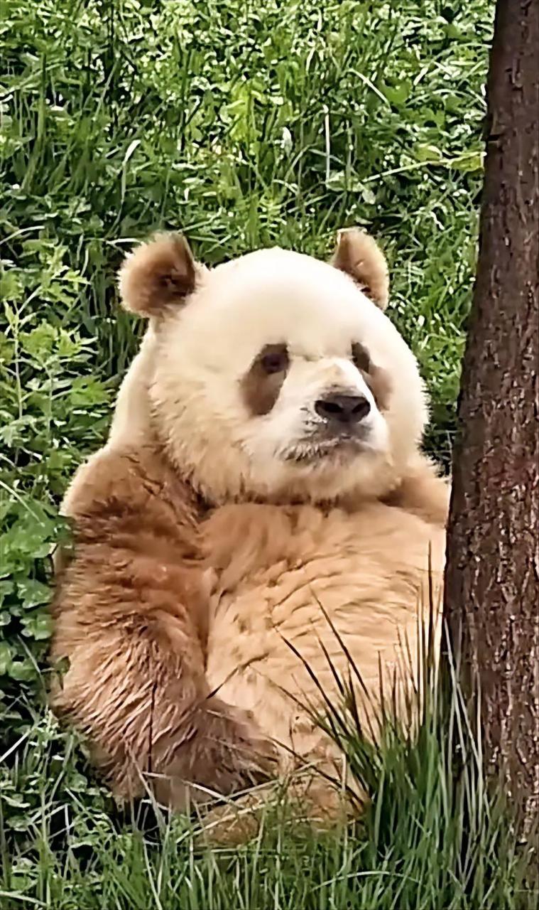 七仔在花花和萌兰那里变成了七叔  七叔看起来憨憨的模样,现实却一副