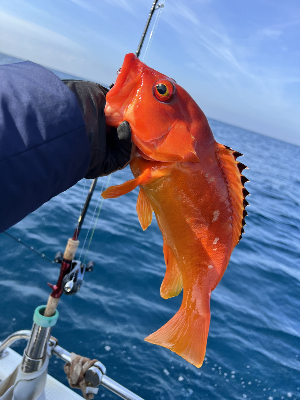 花600出海钓这些石斑能否回本? 春天来了石斑鱼的季节又到了!