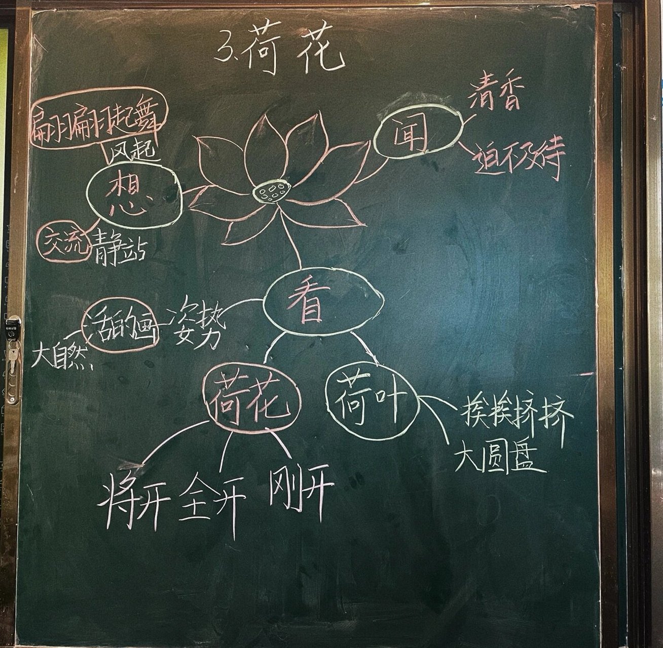 三下语文第三课《荷花》思维导图