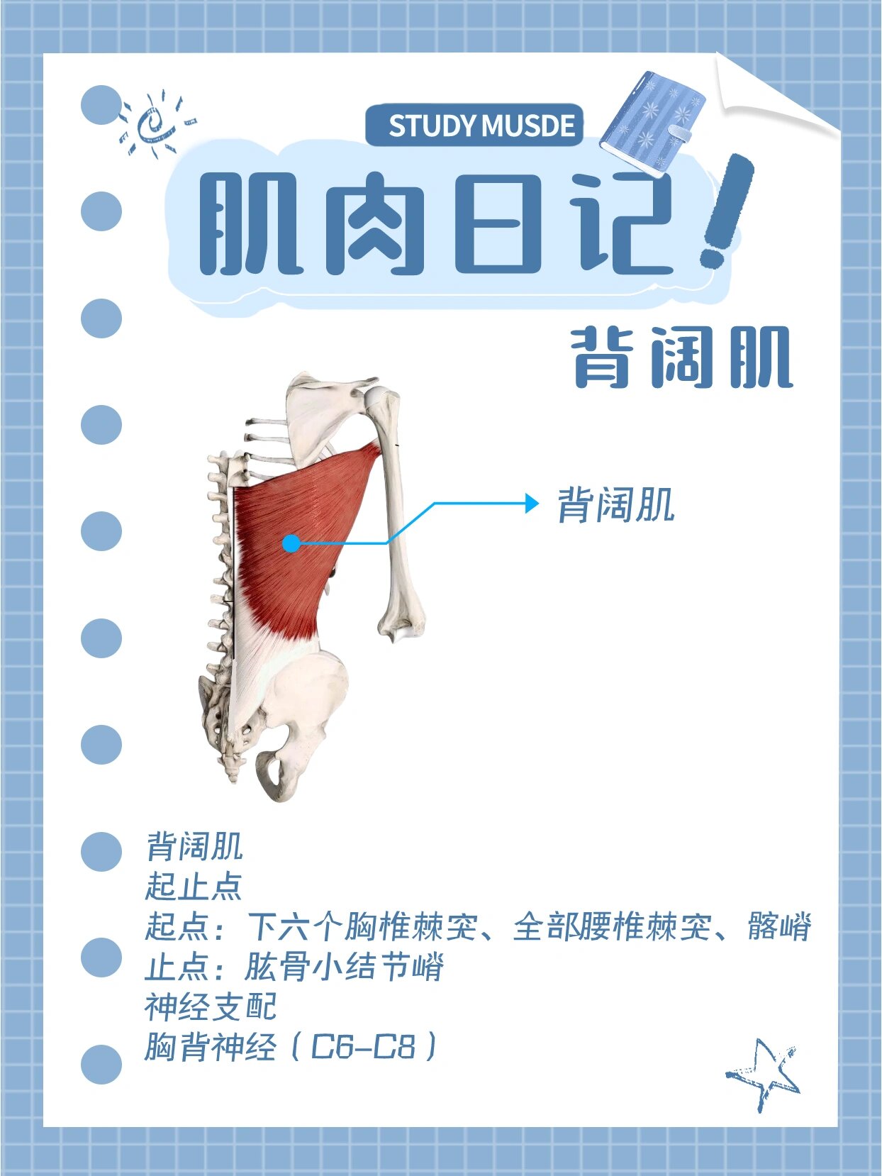 肌肉日记之背阔肌 背阔肌93 起止点 起点 下六个胸椎棘突