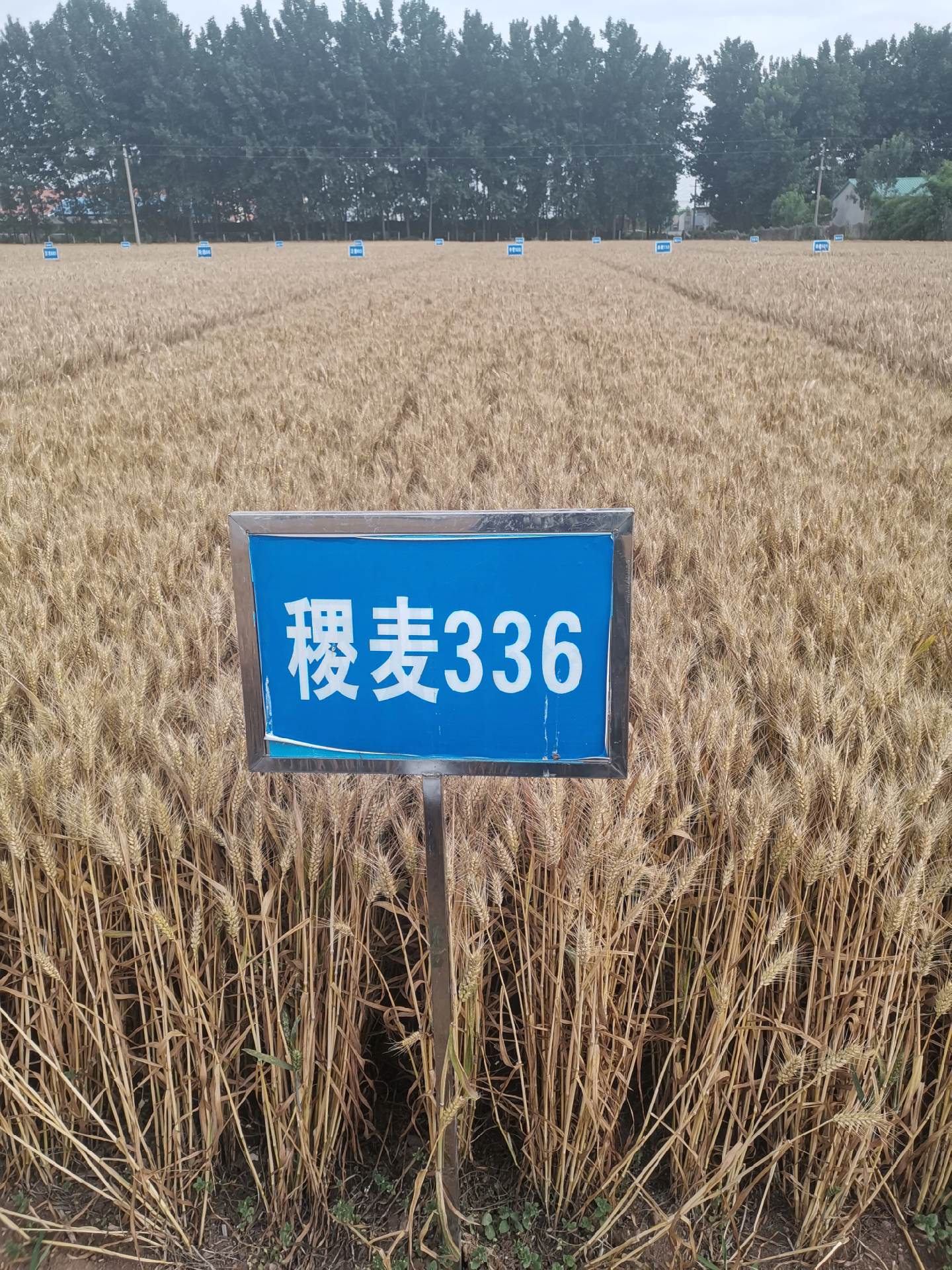 稷麦336不是大穗型的,但它的群体大,亩穗数高,千粒重大