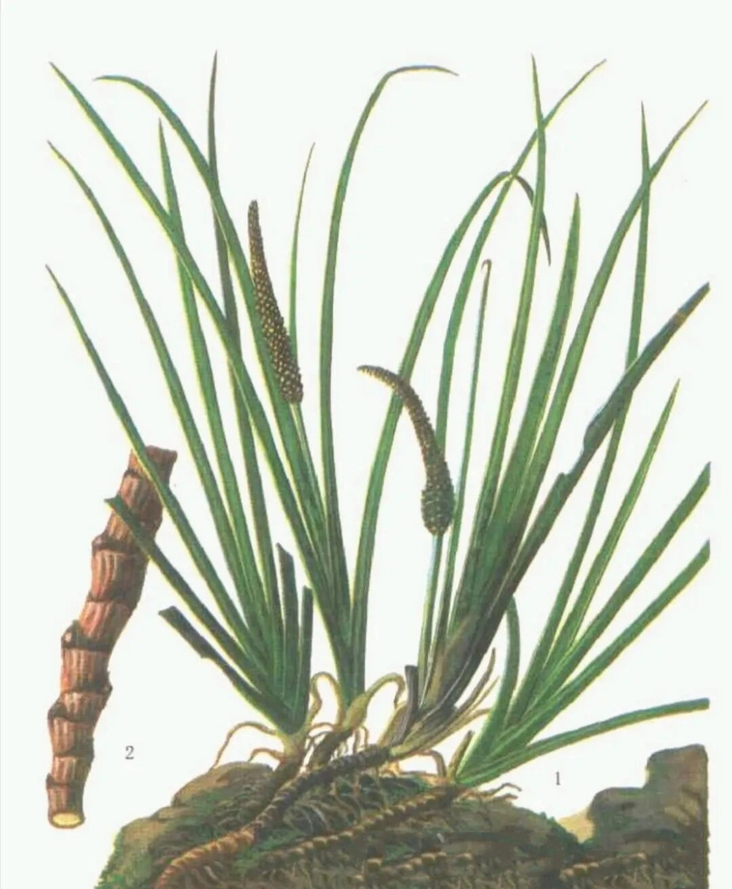 石菖蒲 石菖蒲 【67性味归经】性温,味辛,苦.归心,胃经.