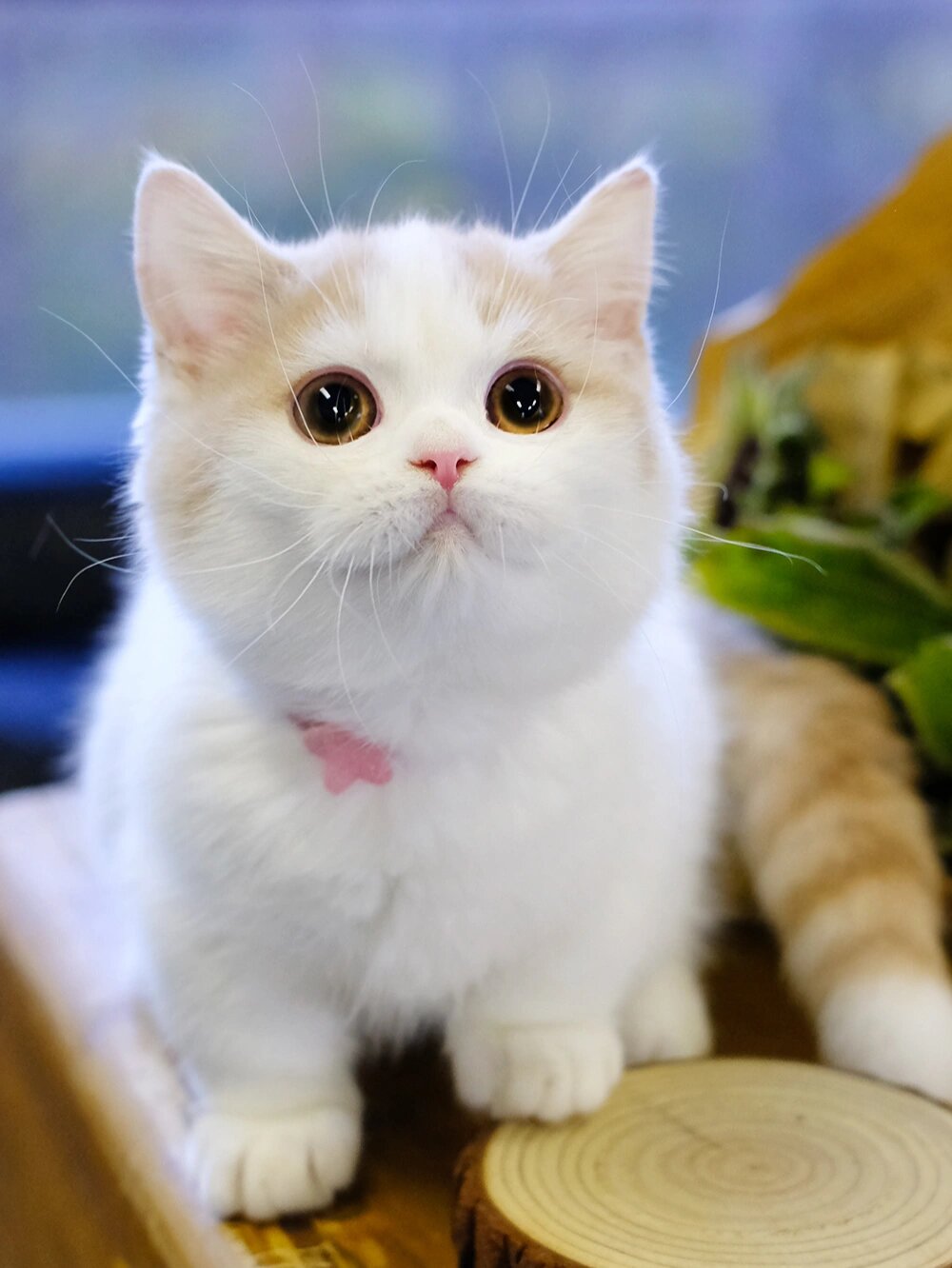 糖分太高,甜到发慌! 乳白曼基康矮脚猫!