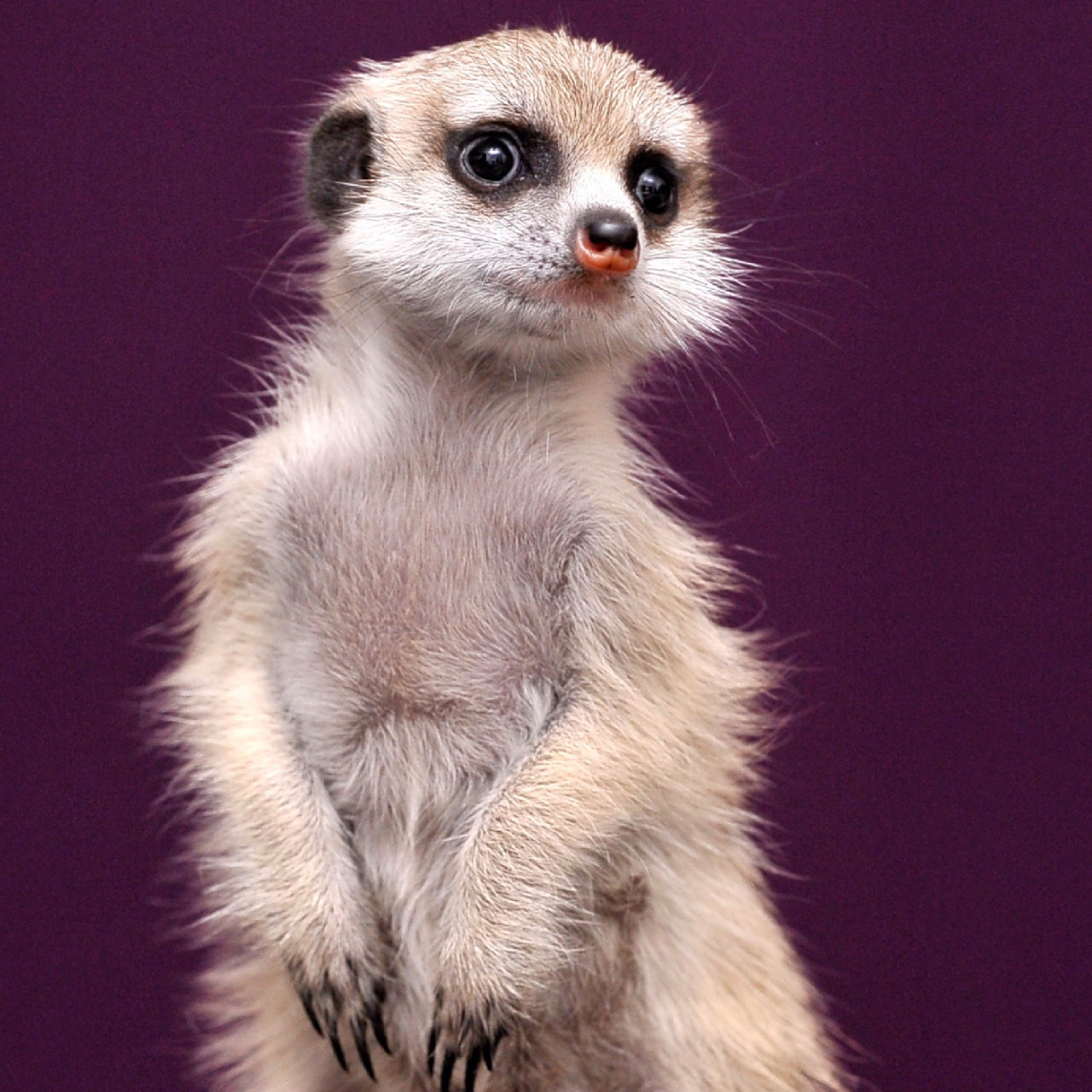 最可爱的哨兵——狐獴  细尾獴也叫 ,站岗放哨就是它们的特性,靠两脚