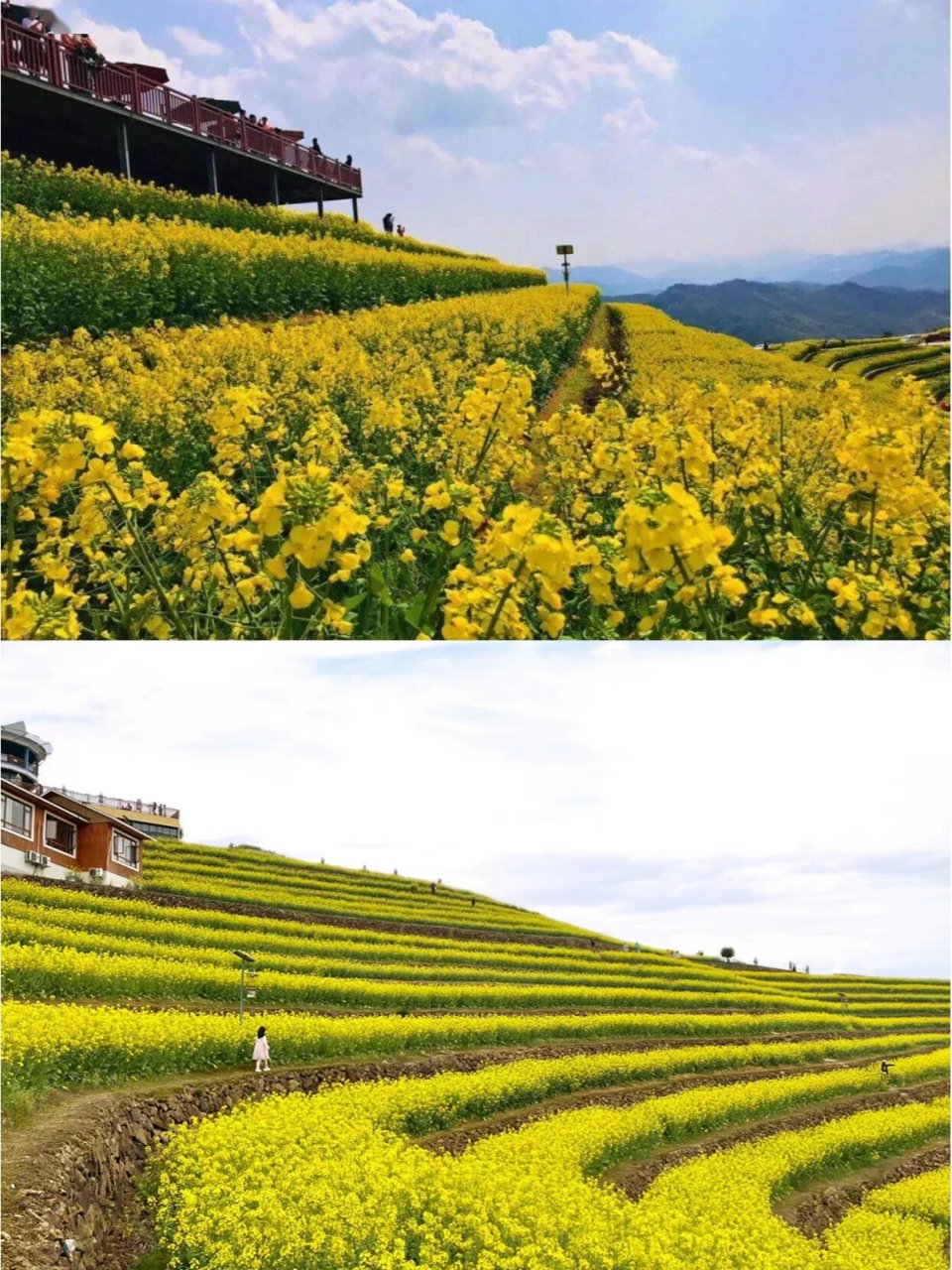 杭州富阳黑山顶赏油菜花攻略,防坑篇!