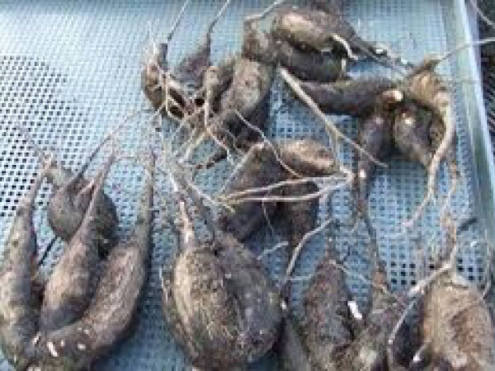 根部使用,牛大力,土茯苓,鑽地老鼠配豬骨煲湯!