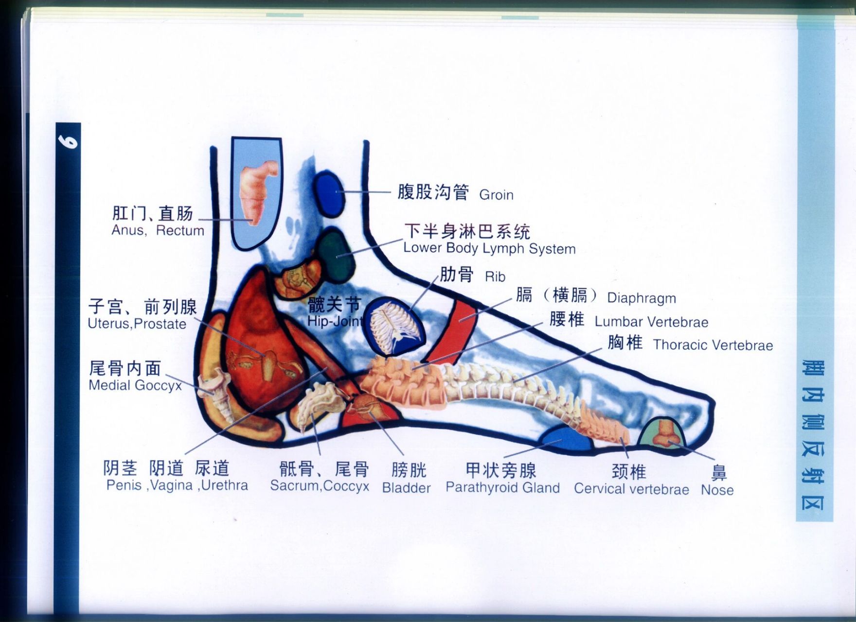 脚的经络分布图图片