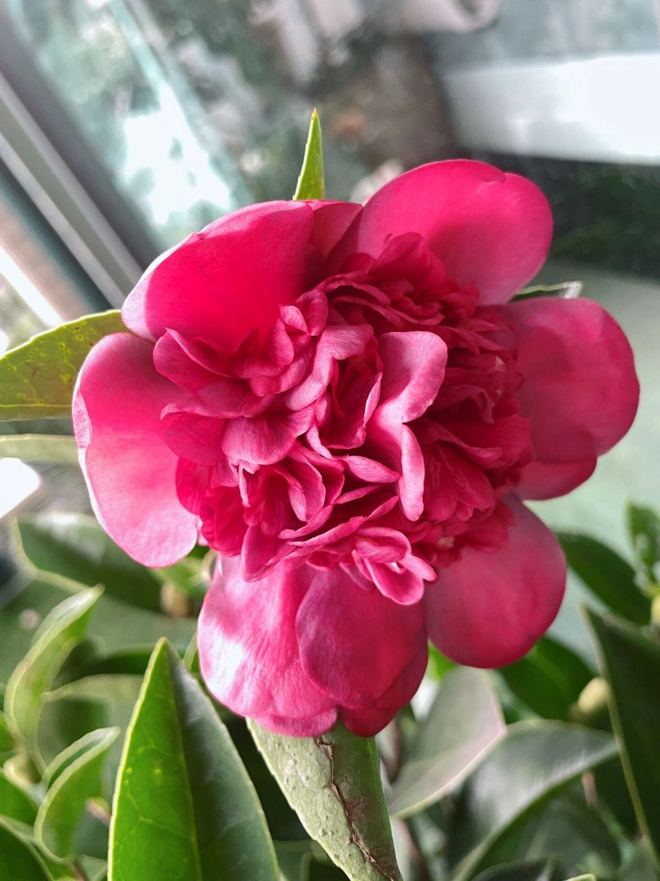 植物品种介绍 | 怀金拖紫茶花真的会紫 图是开放时间顺序 开了三四