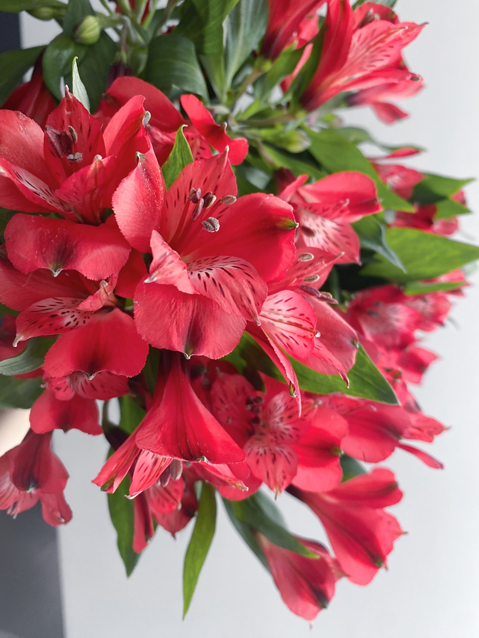 花材分享|红色水仙百合 ❤️💚花材:水仙百合 ❤️💚学名