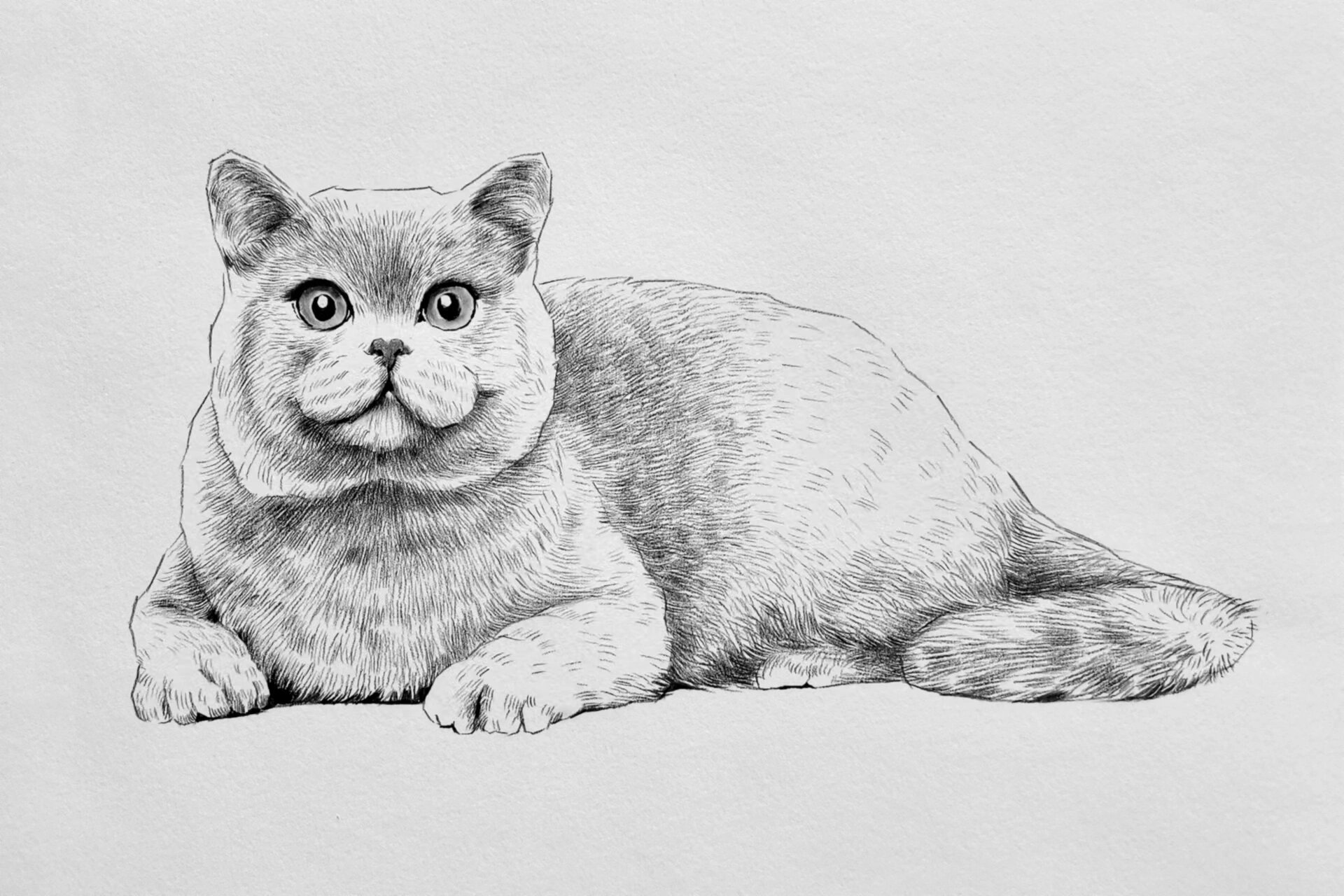 线条练习-简单素描动物