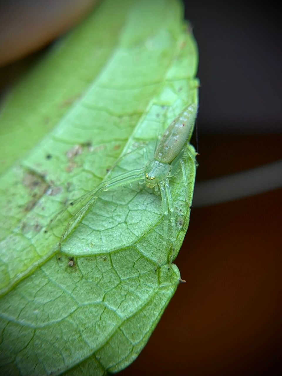 一只好看的蜘蛛～ 翠绿色半透明[偷笑]#蜘蛛# #节肢动物
