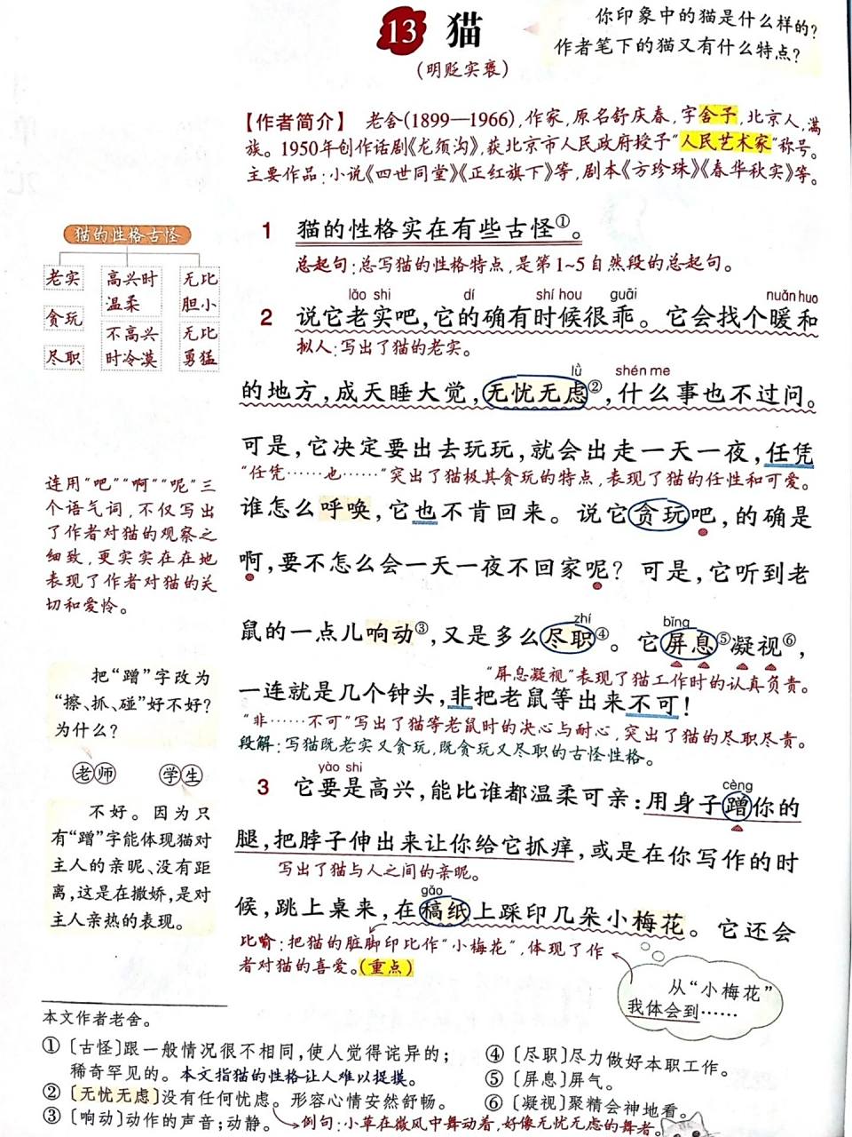 《猫》课堂笔记6015   四年级语文下册第13课《猫》课堂笔记 个人