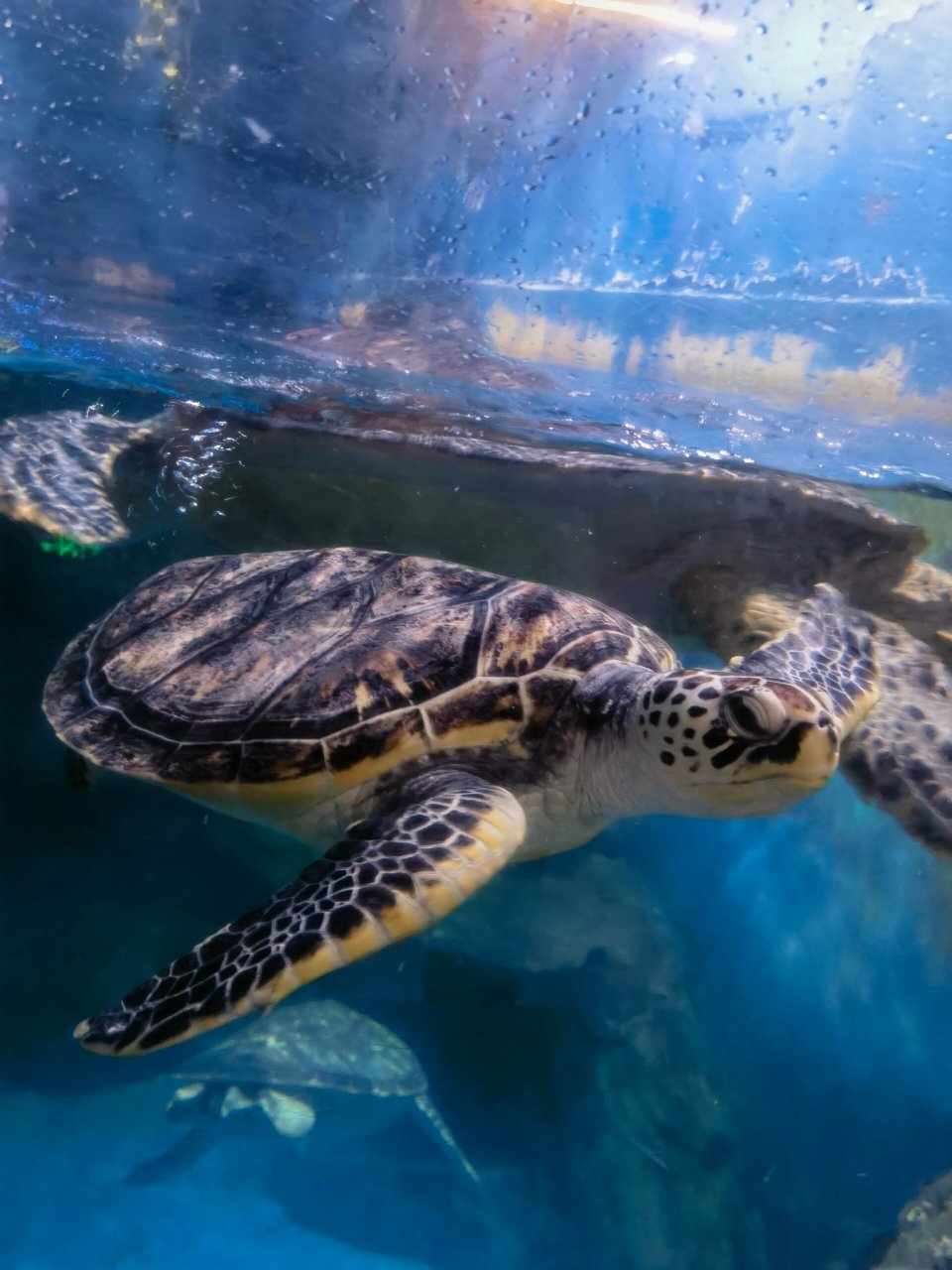 唯美的海底世界 海底是一个五彩缤纷的世界,生物沐浴在光亮温暖的海水