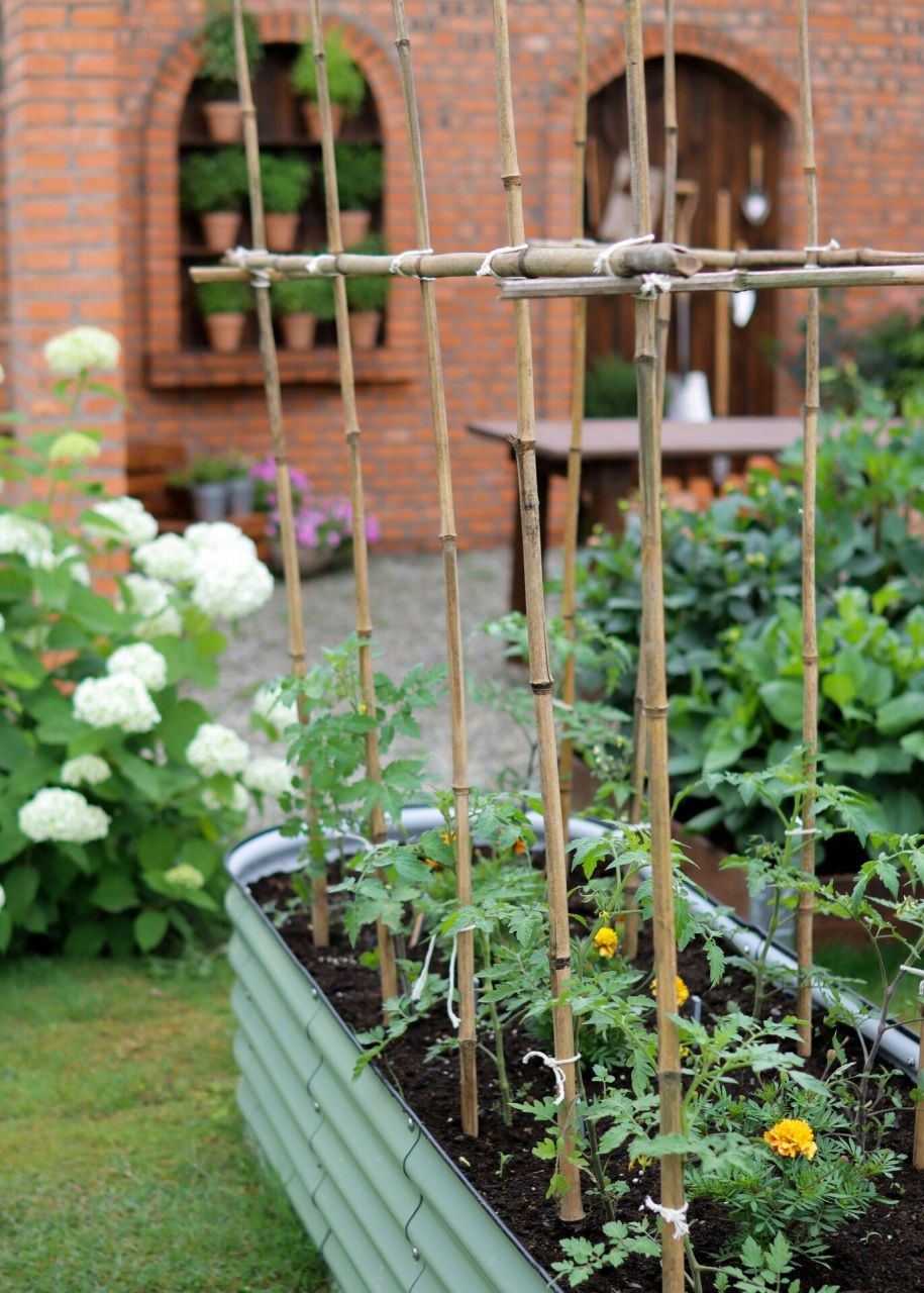 以为很麻烦其实超简单的番茄搭架～ step1: 每个番茄旁先各插入一根