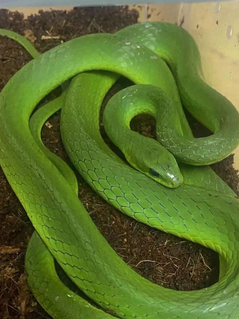 小青蛇  它的脾气是非常温顺的,很好上手的一只小青97