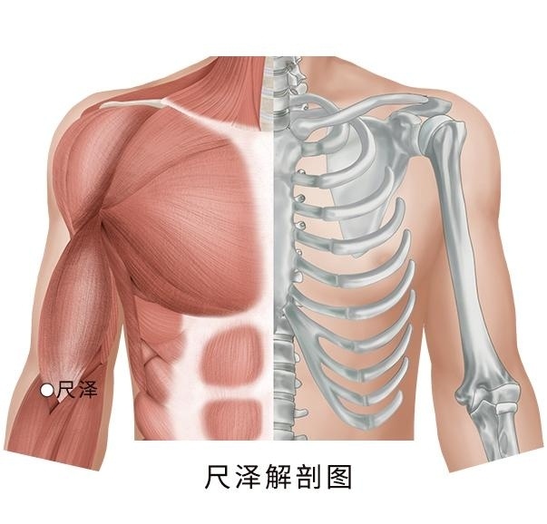 尺泽和准确位置图图片