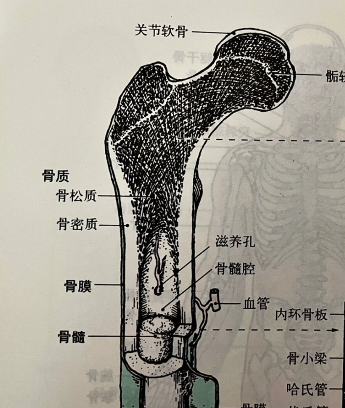 骨头本身是没有神经的,但骨头会疼