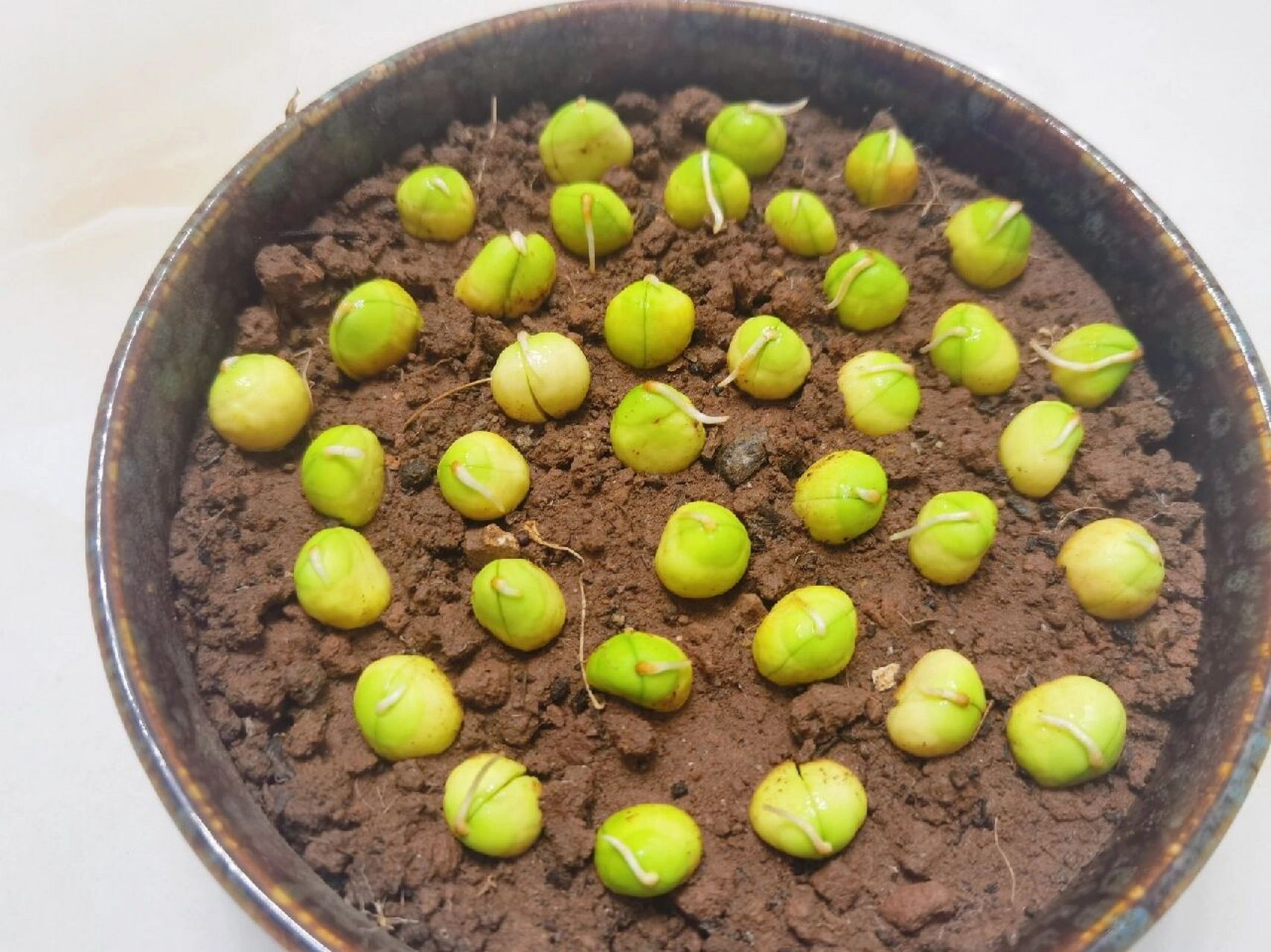 枇杷籽发芽啦97 同一天种下的枇杷籽,快的已经长成小树苗,慢的还才