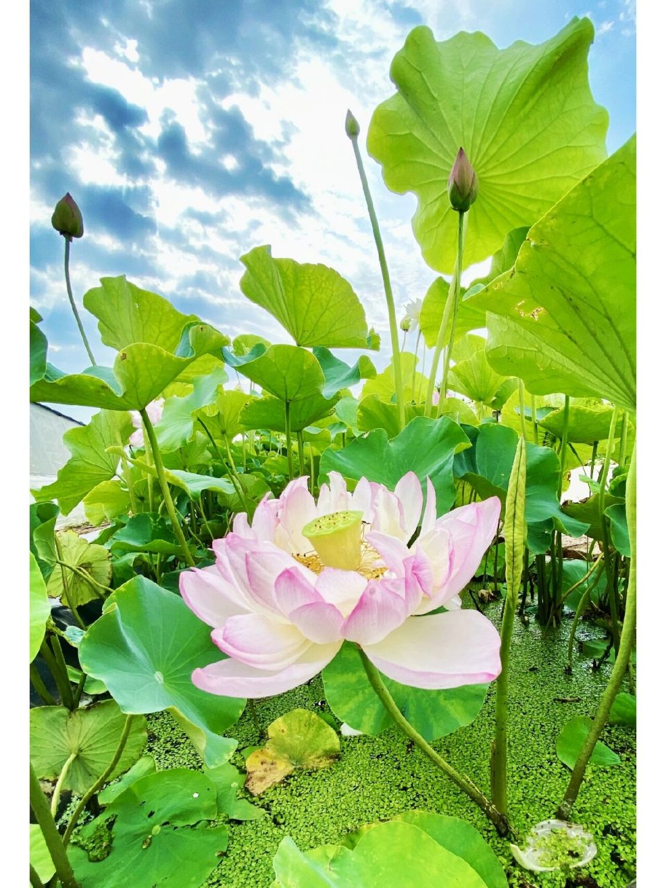 就想知道有多少小伙伴妈妈的微信头像是粉色荷花 看到好多人发跟妈 