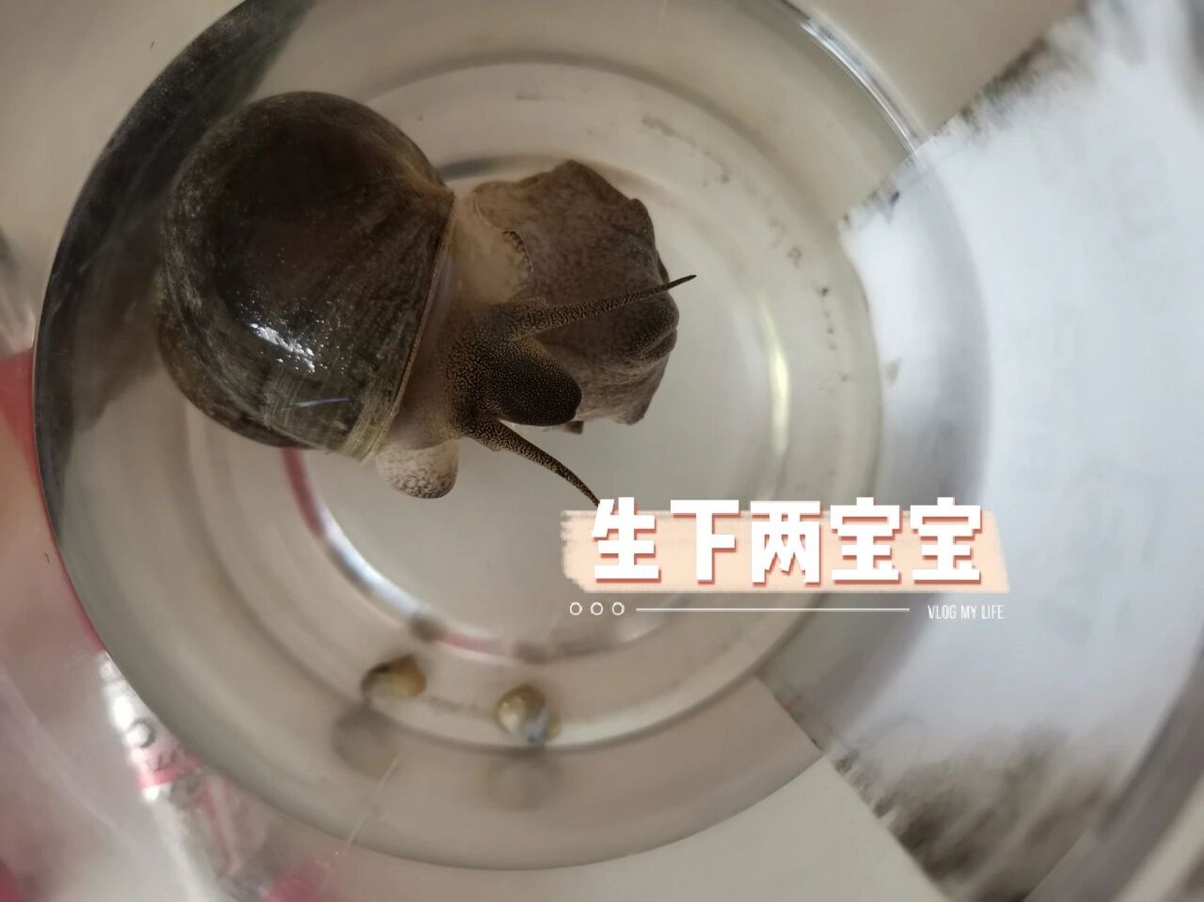 如何喂养 田螺生下两宝宝,请问,田螺吃啥?如何喂养