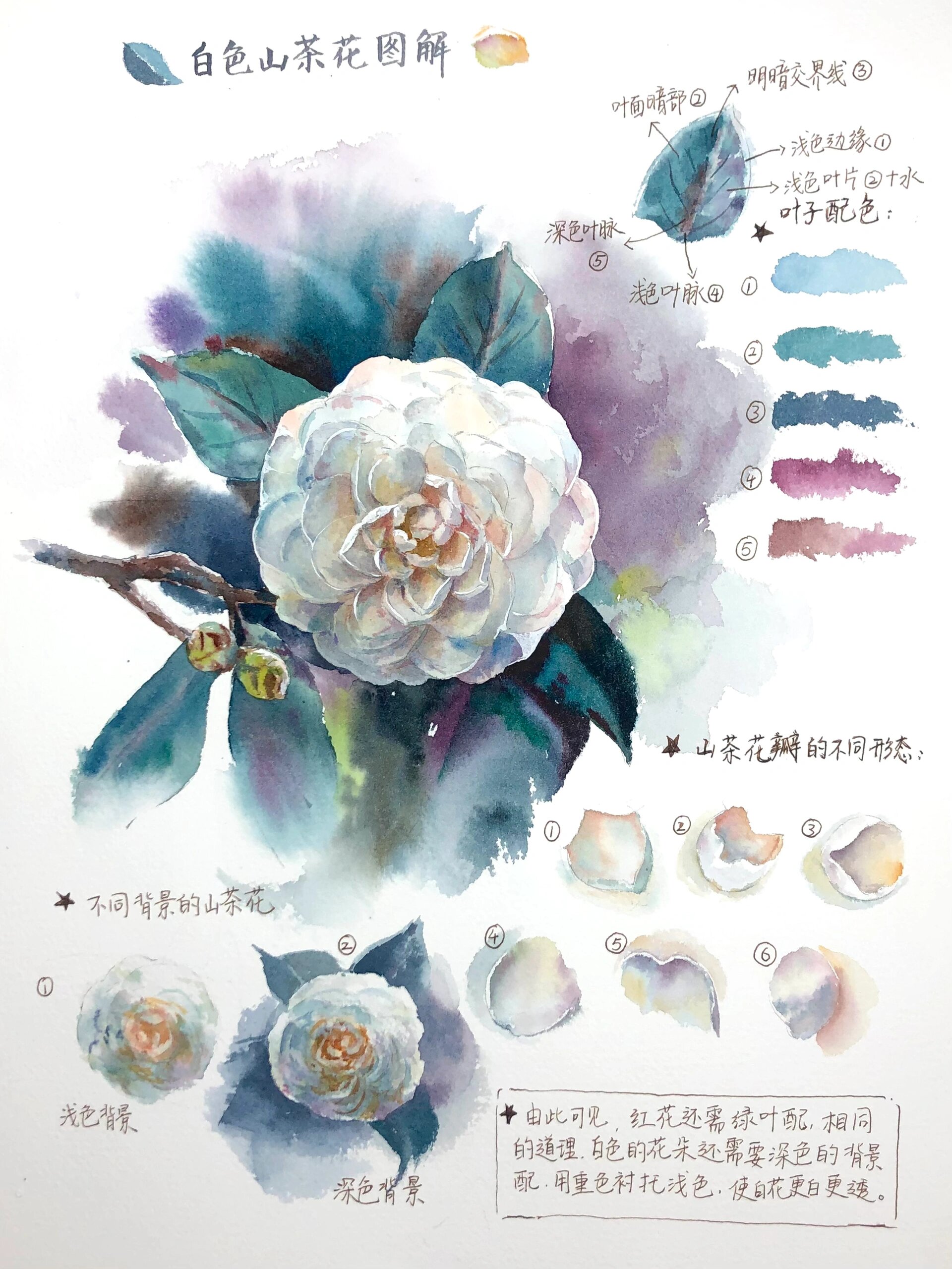 我相信你也可以画出来|水彩山茶花教程