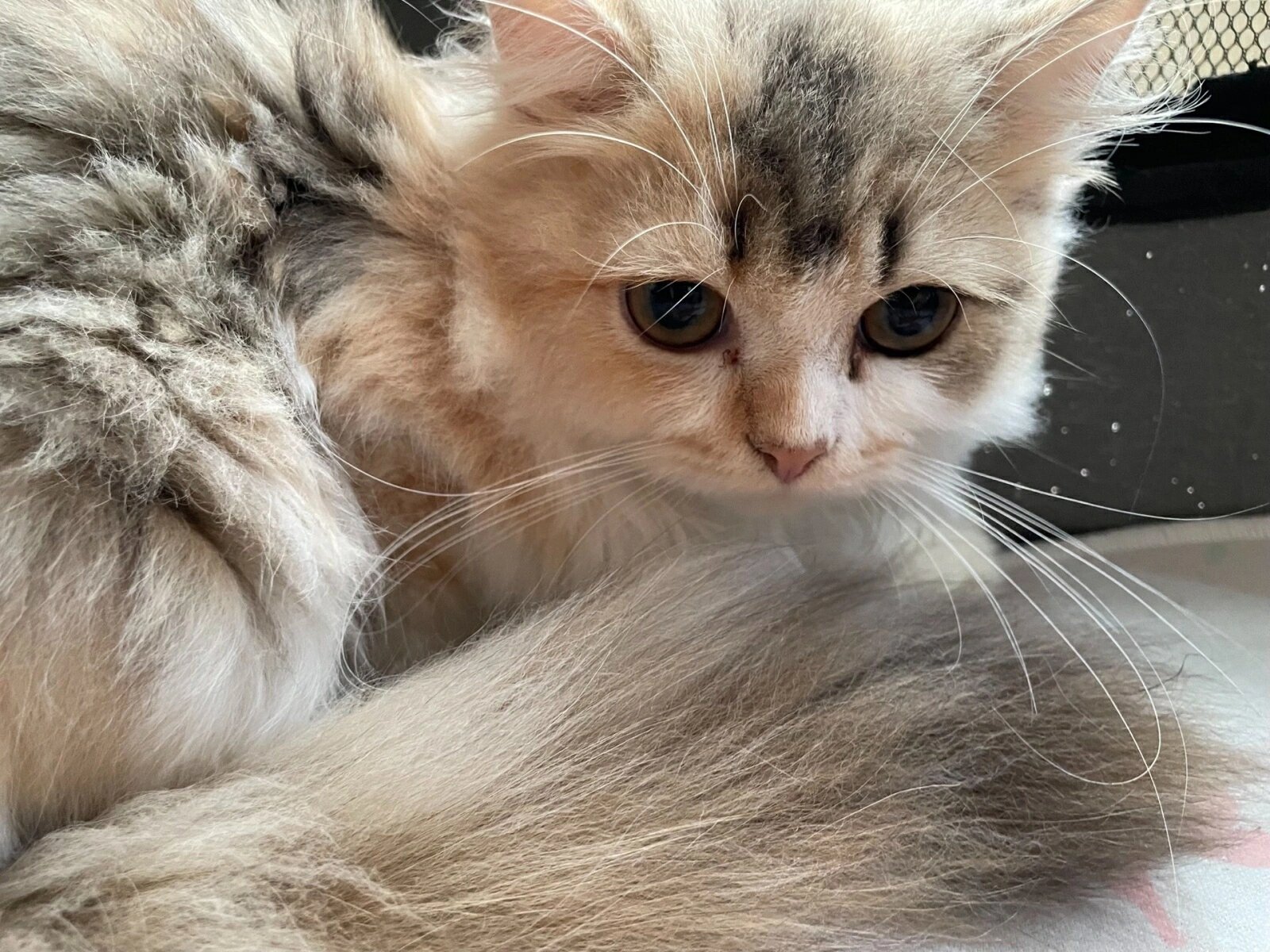 三花猫长毛猫高地猫英短金吉拉,600块一只 自己家猫咪生的,目前2个月