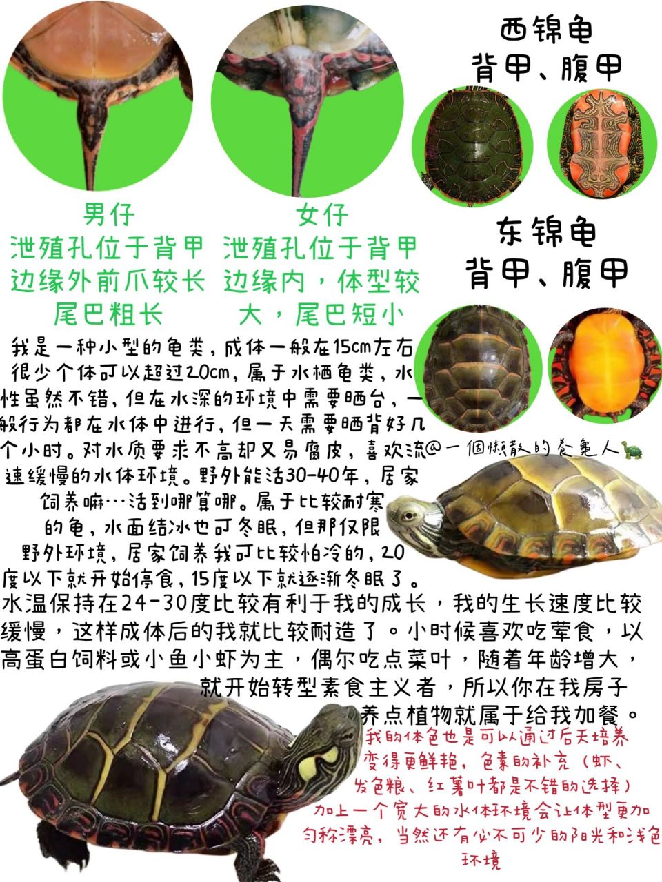 龟龟小卡片——东锦龟      出门考试停了两天
