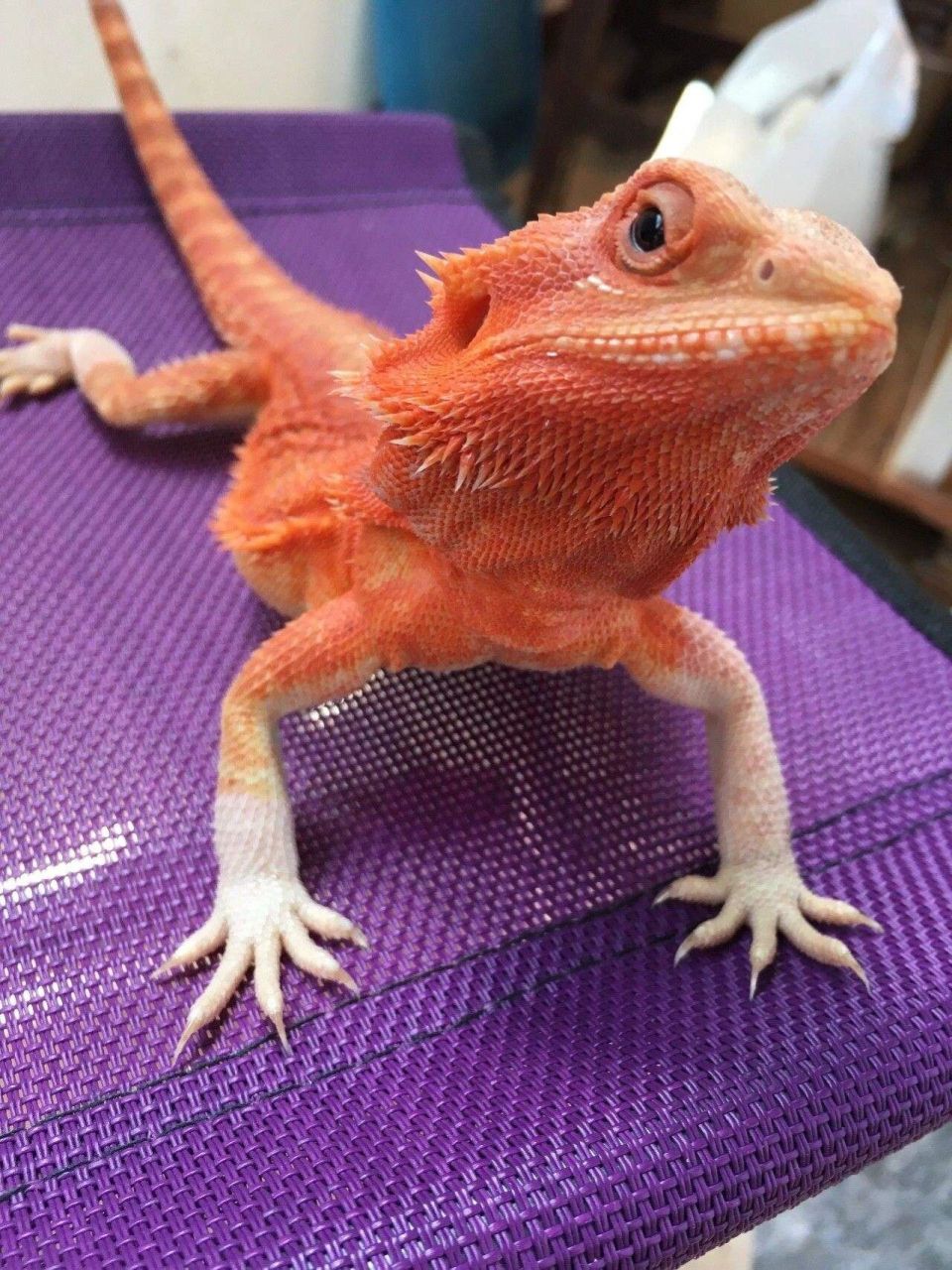 一般来说,蜥蜴爱吃的食物有两种,一种是蔬菜水果