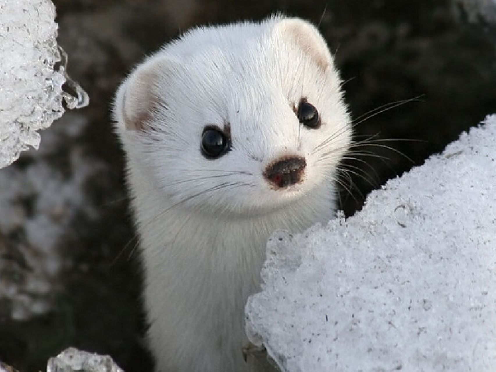 软萌小杀手——伶鼬   它是地球上最小的肉食哺乳动物,是同体型无敌的