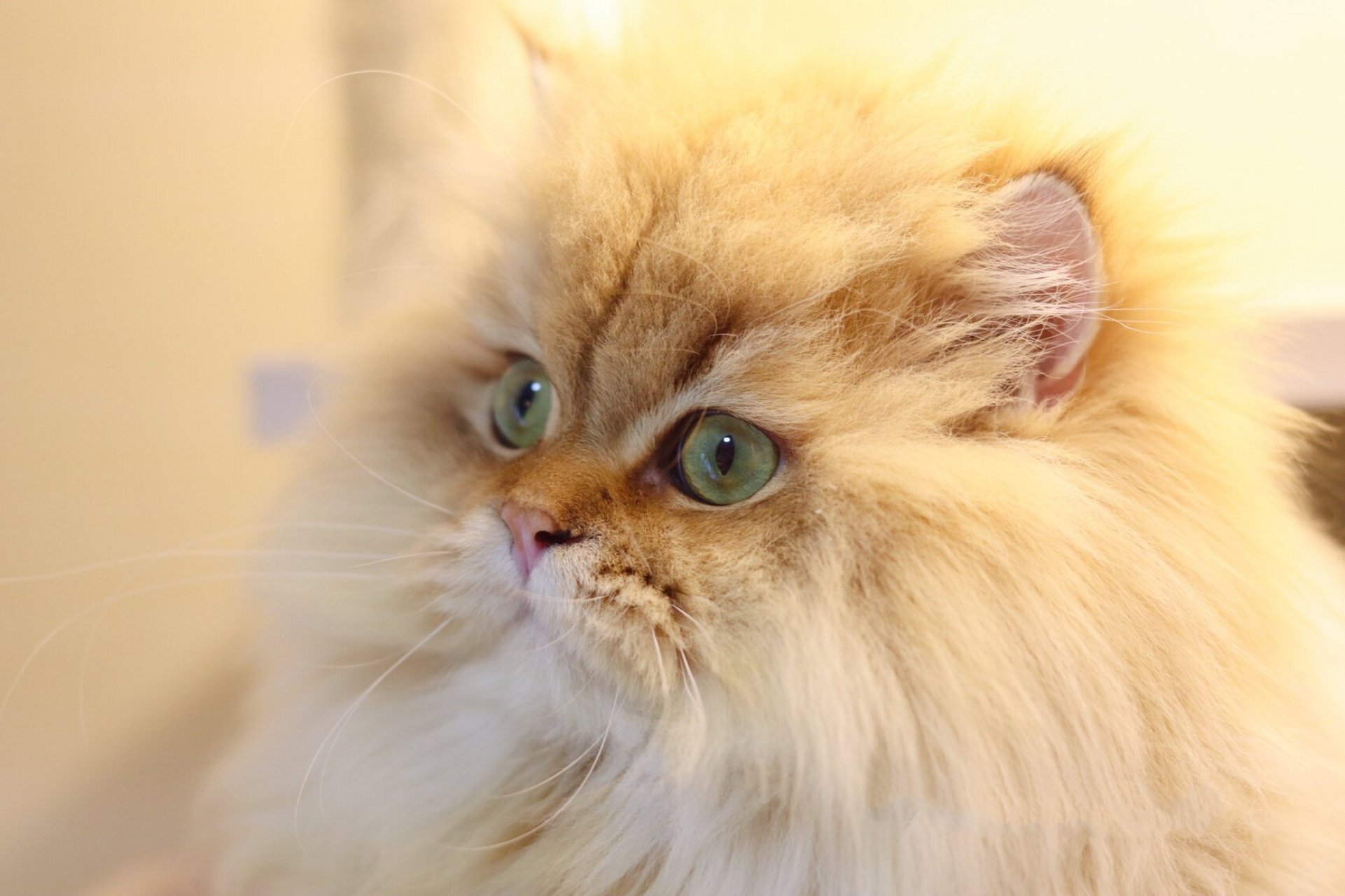 蓝金渐层 巧克力金渐层搭配!