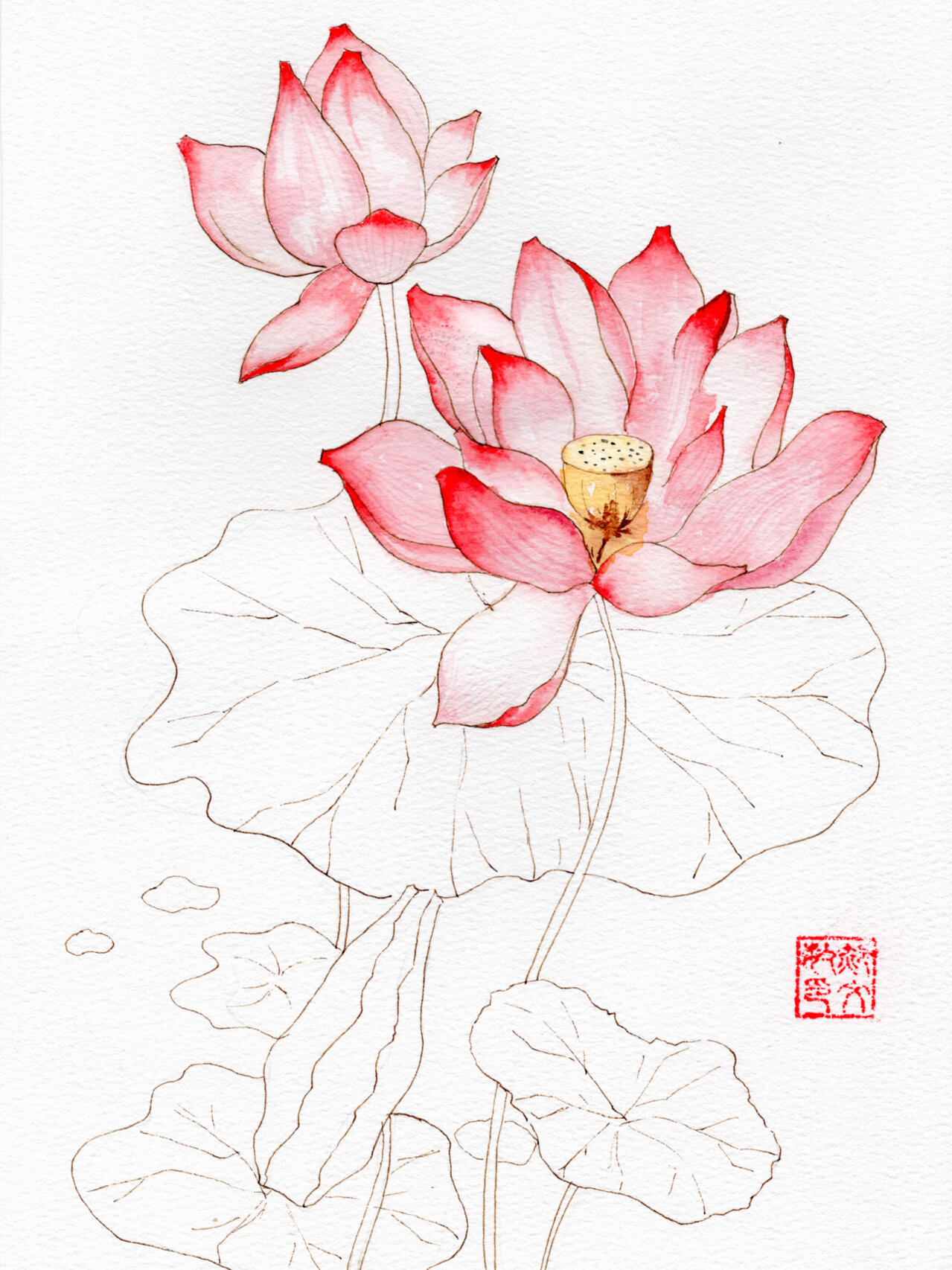 水彩临摹|荷花(附线稿