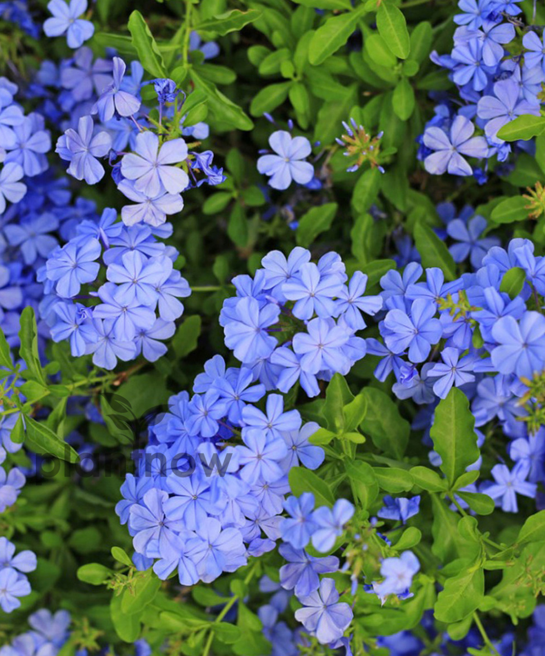 识花——美爆了的蓝雪花 蓝雪花(拉丁学名:ceratostigma plumbagino