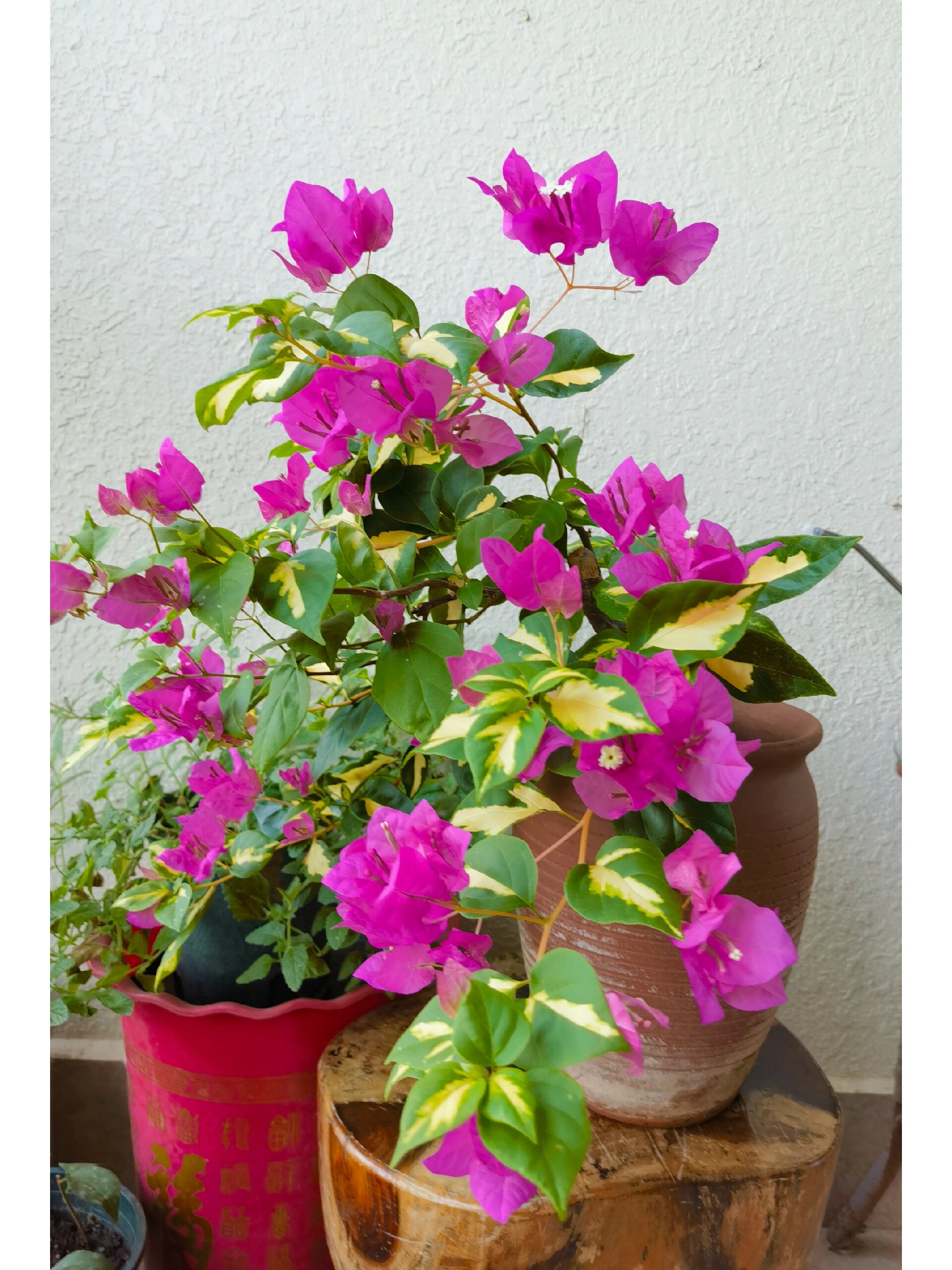 三角梅金心双色  我的金心双色,从来没有过双色,每一次都是土土的玫