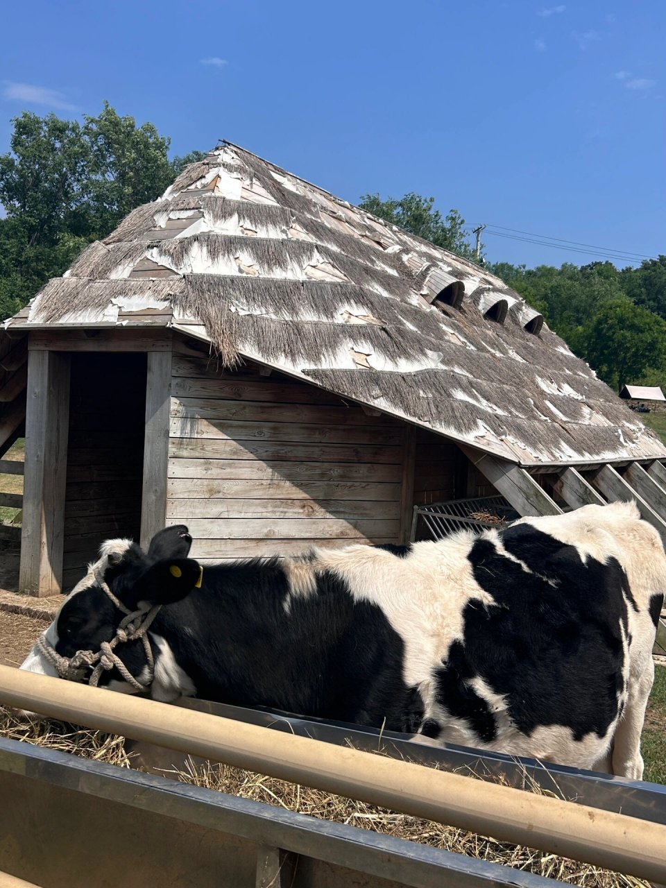 大连三寰牧场 天很蓝草很绿地方也很空旷 很适合散心感受 羊圈里的养