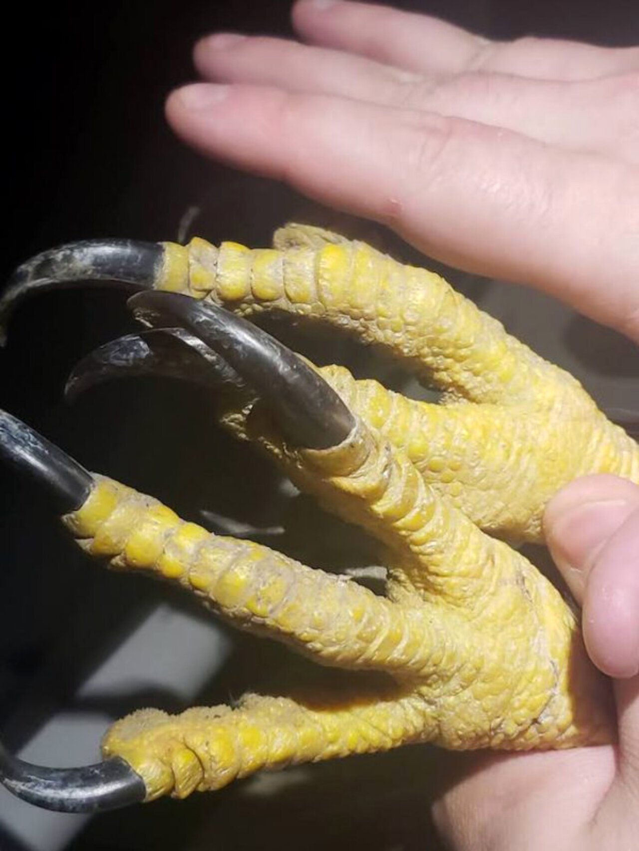 老鹰的爪子比手还大 足以抓碎你的头骨 老鹰的利爪是它们捕猎的主要