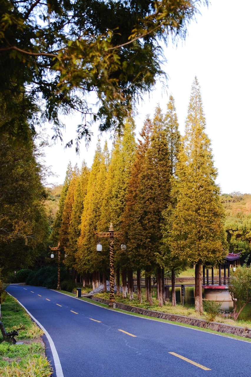 宜兴|龙背山森林公园 初秋的龙背山,缓缓飘落的枫叶像思念